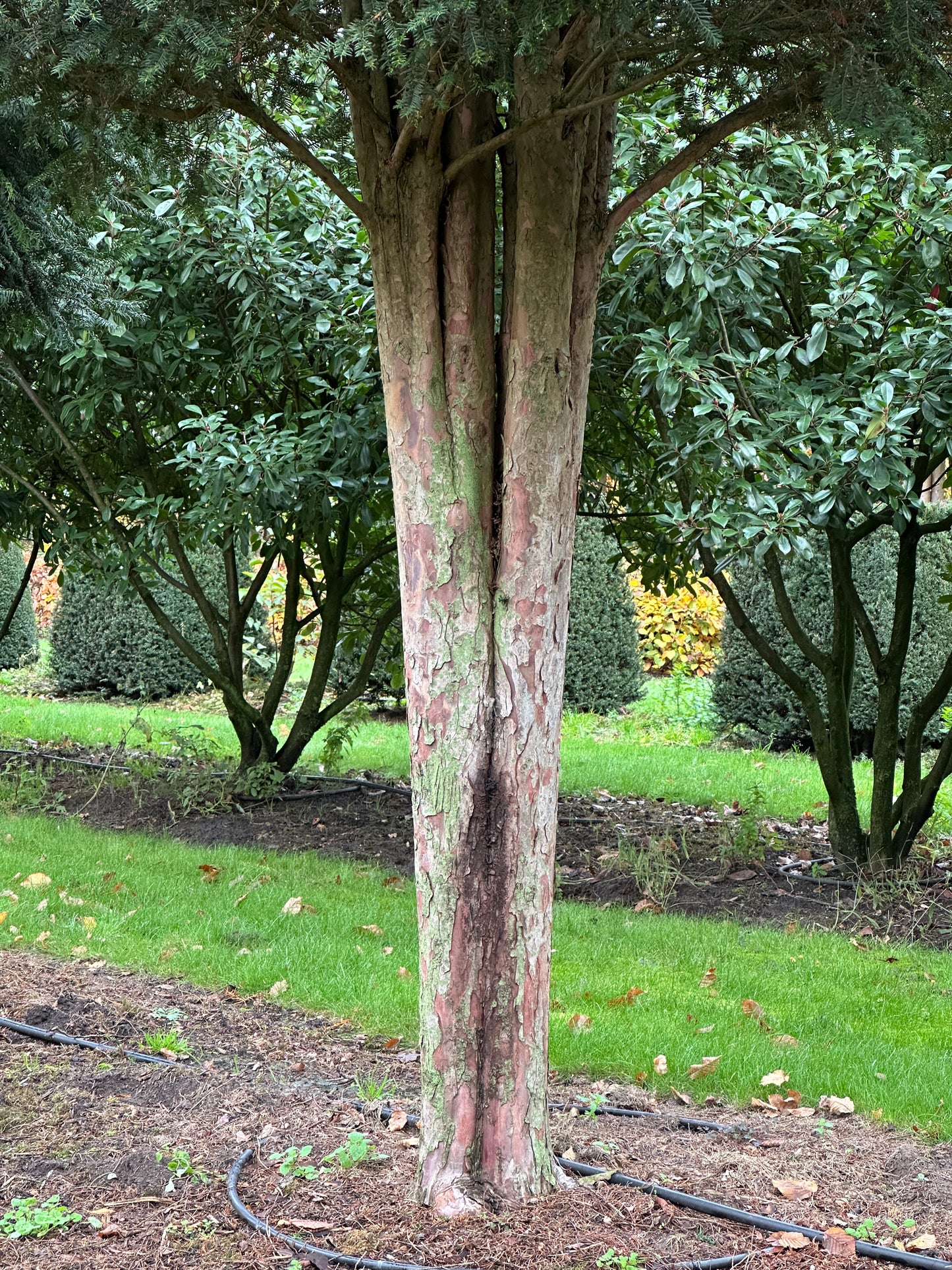 TB TREE #037