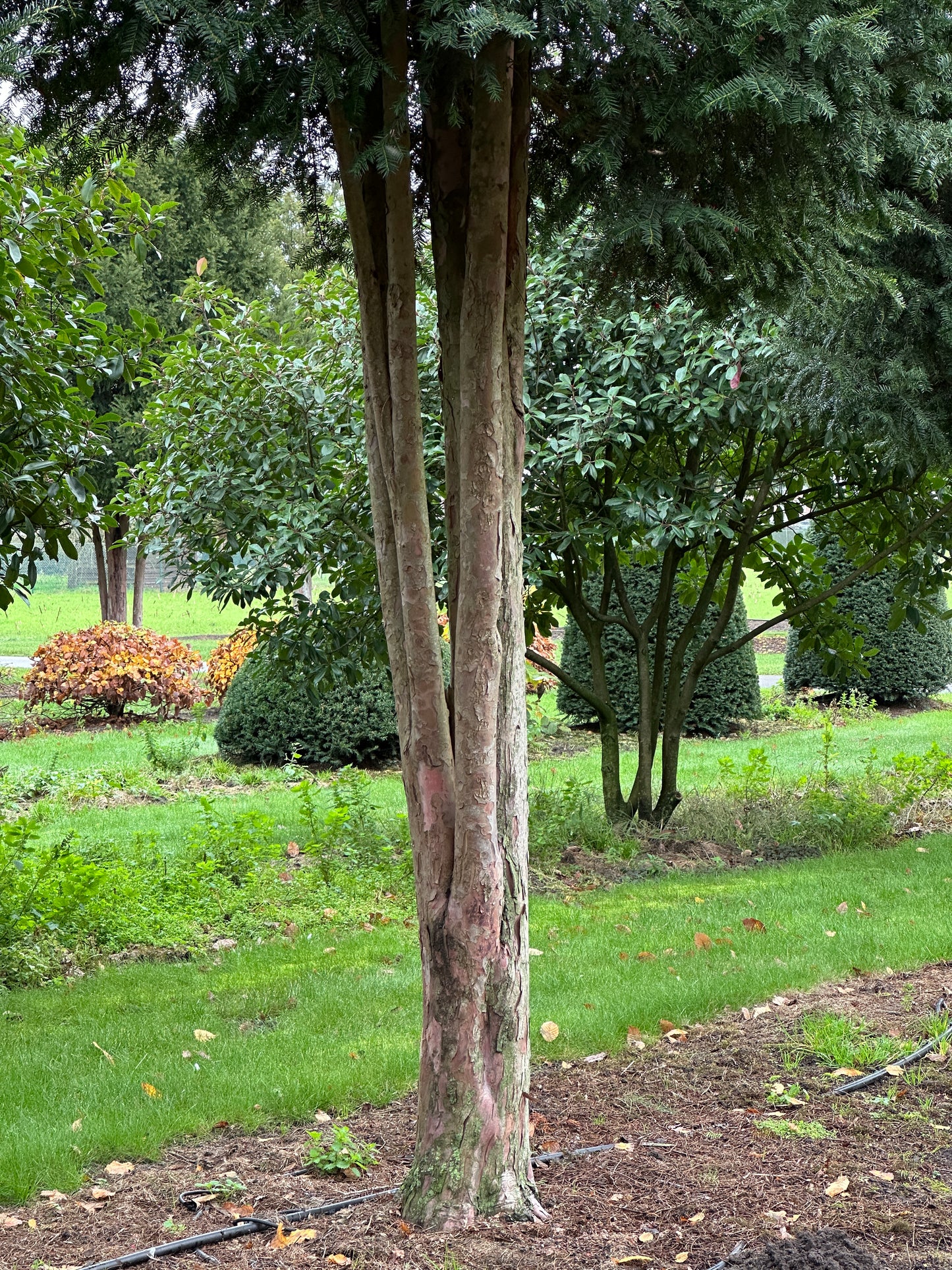 TB TREE #038