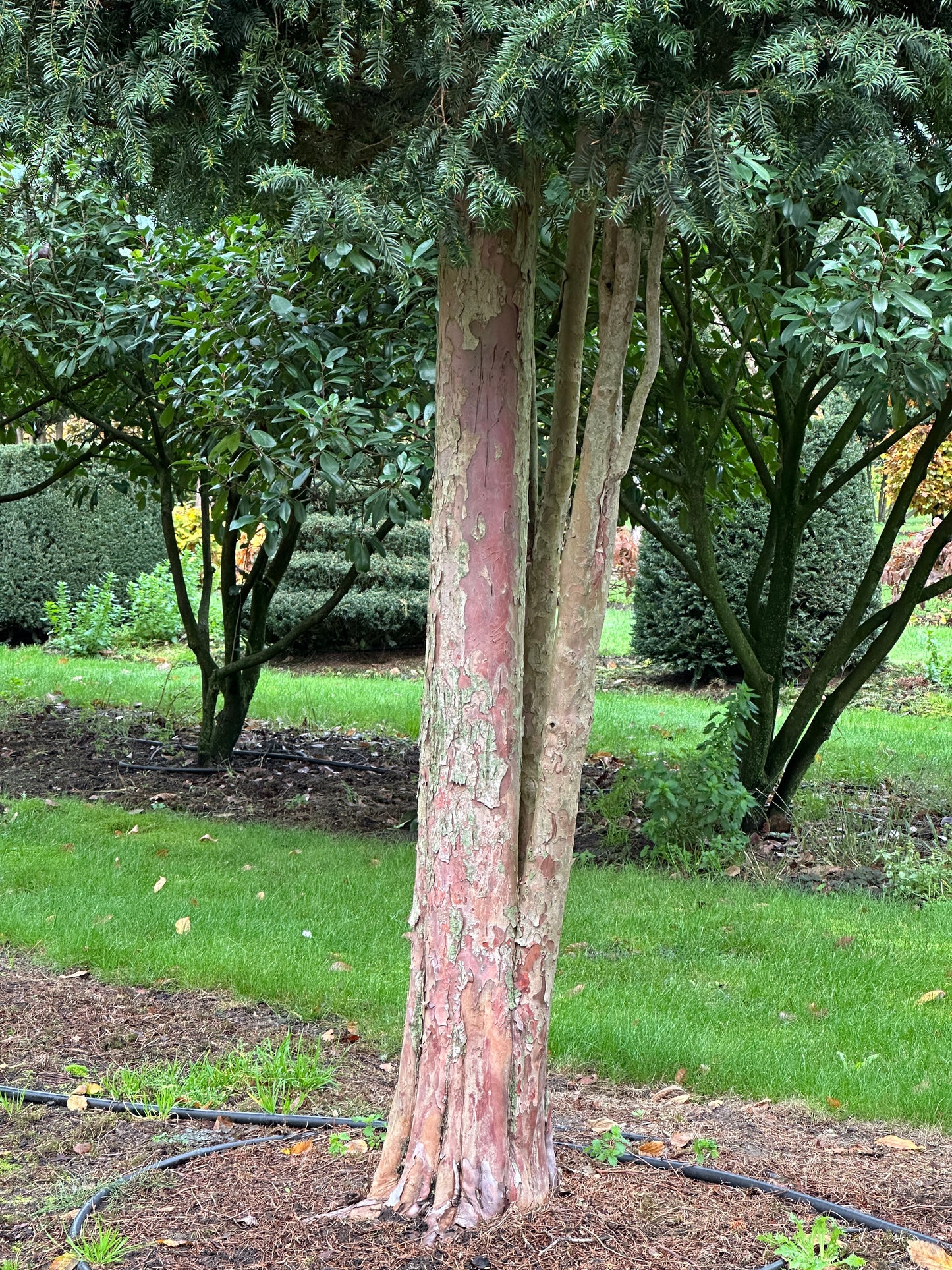 TB TREE #039