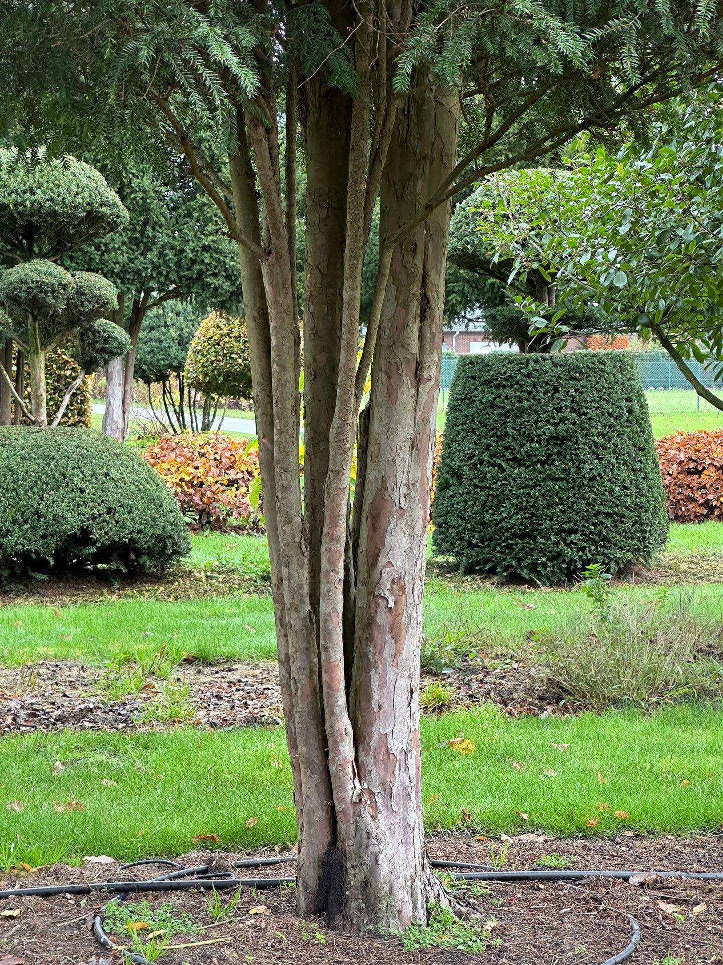 TB TREE #041