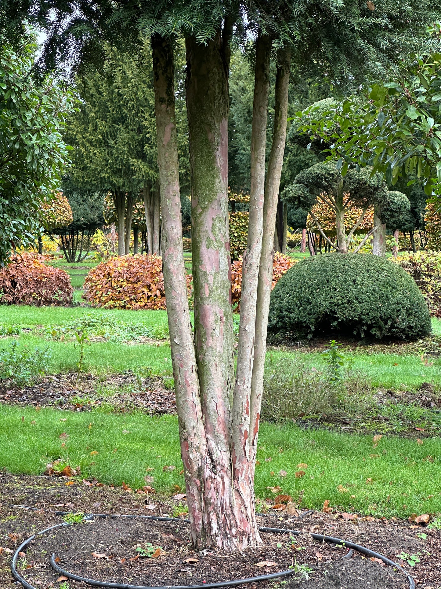 TB TREE #042
