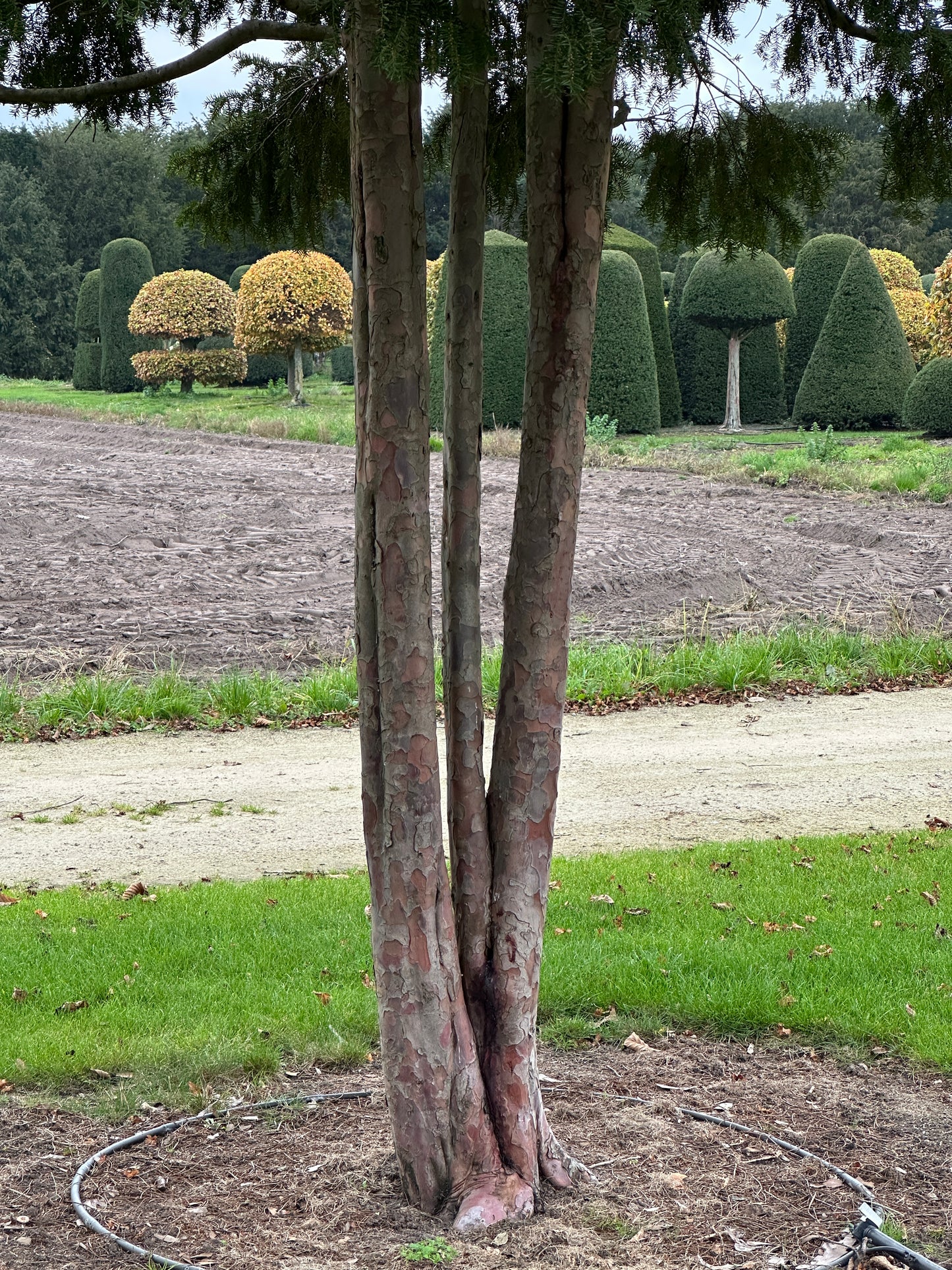 TB TREE #043