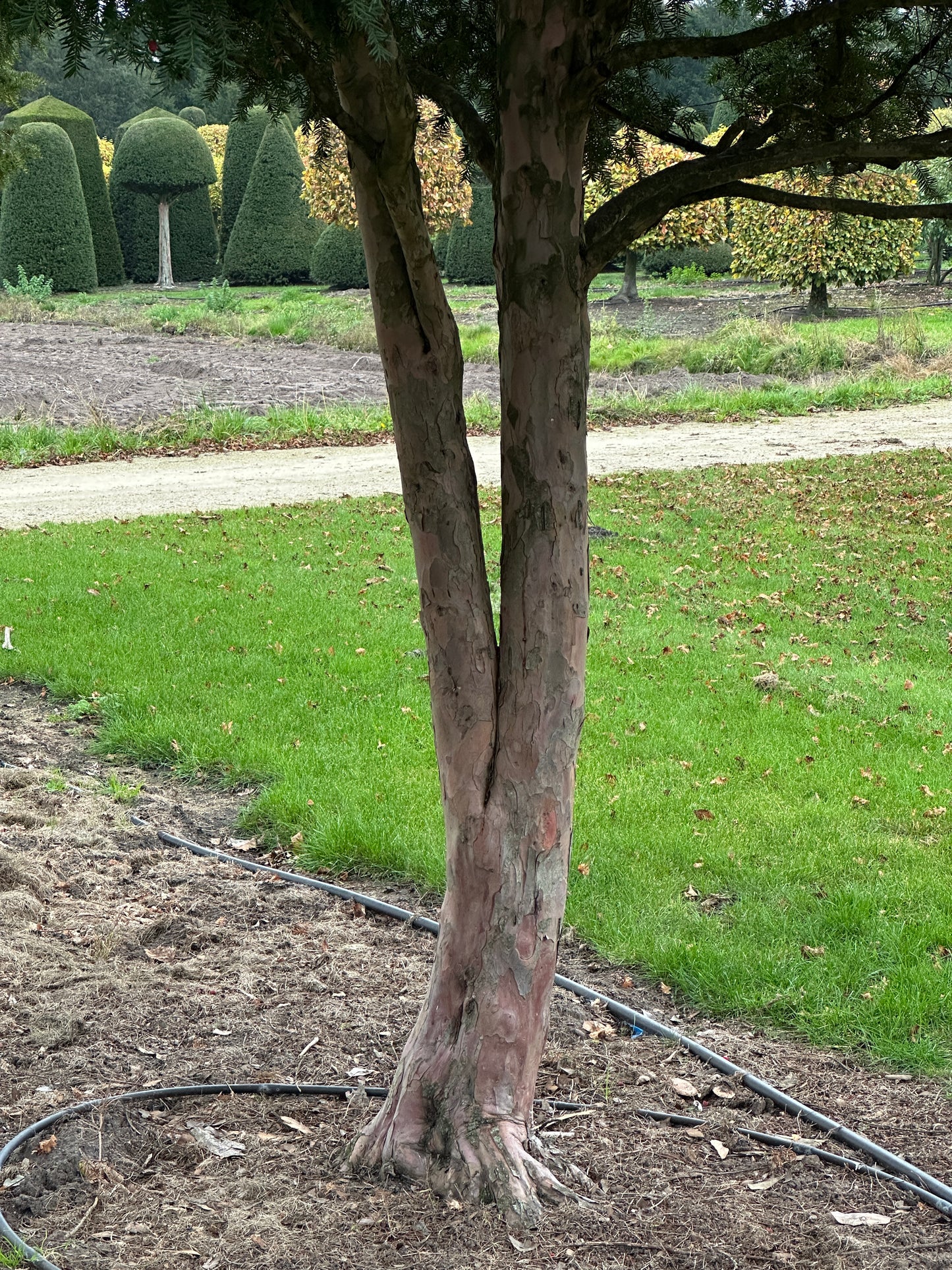 TB TREE #044