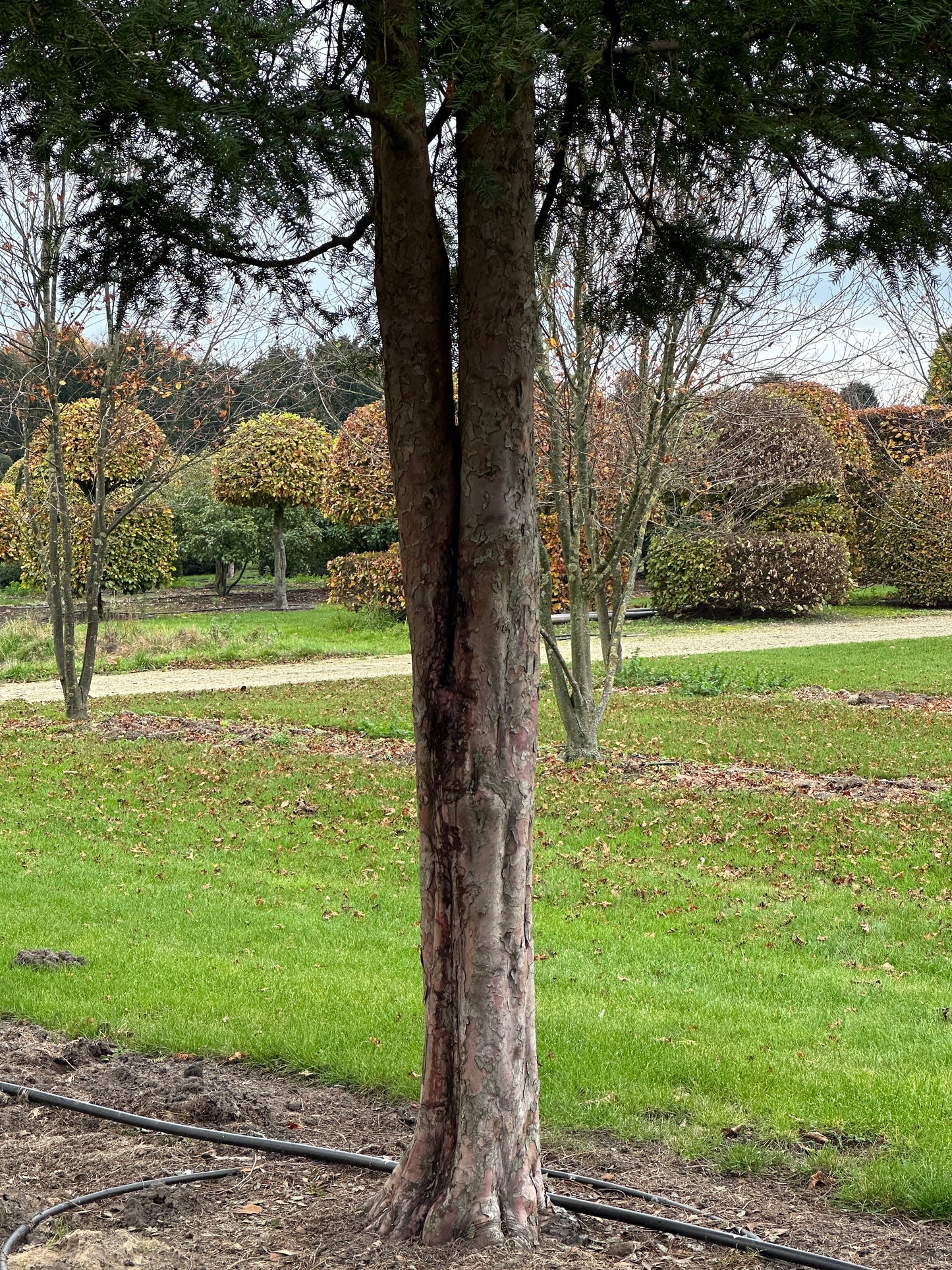 TB TREE #045
