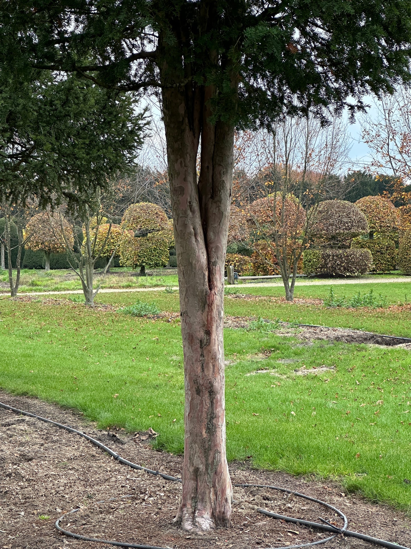 TB TREE #047