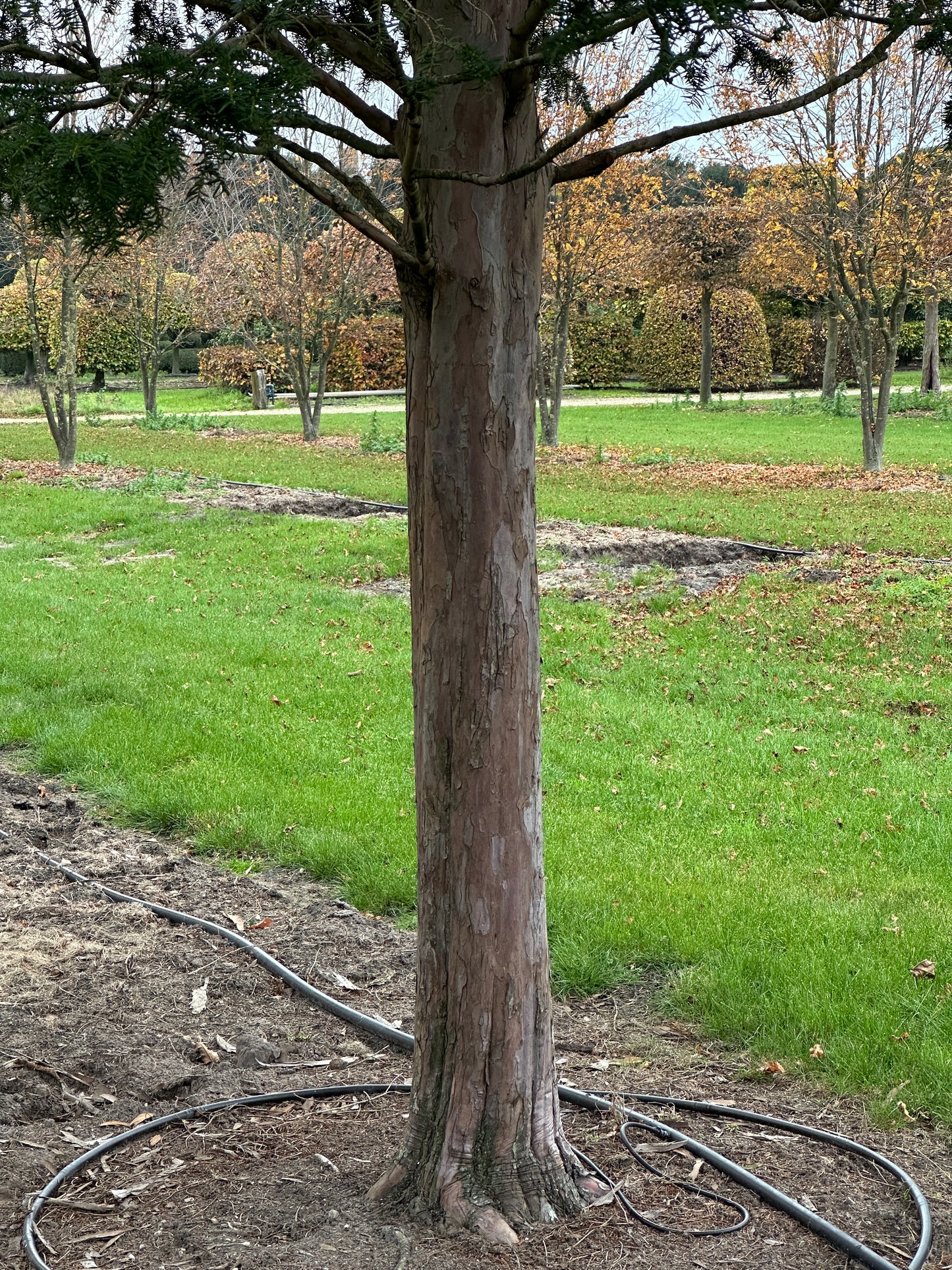 TB TREE #048