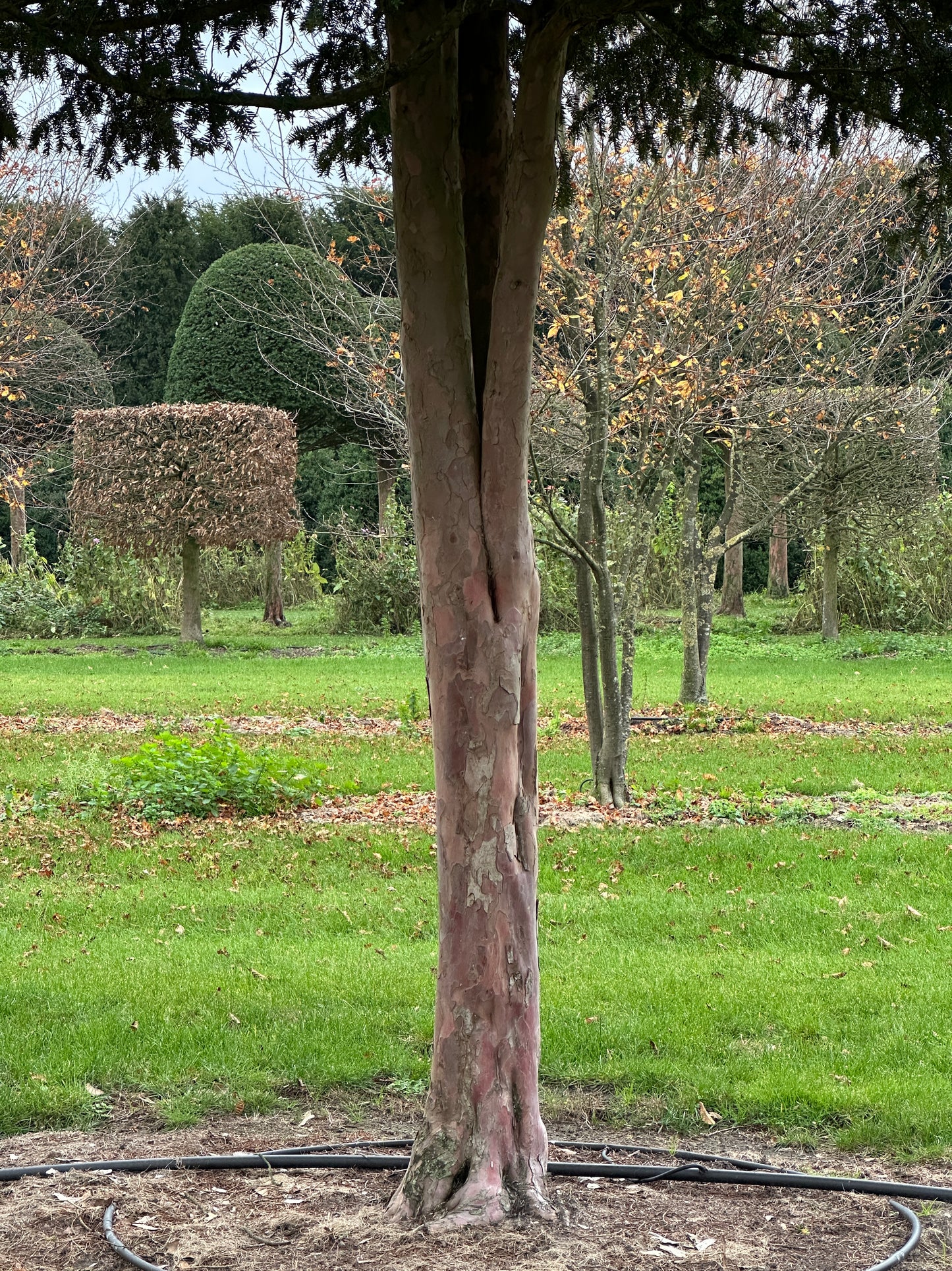 TB TREE #049