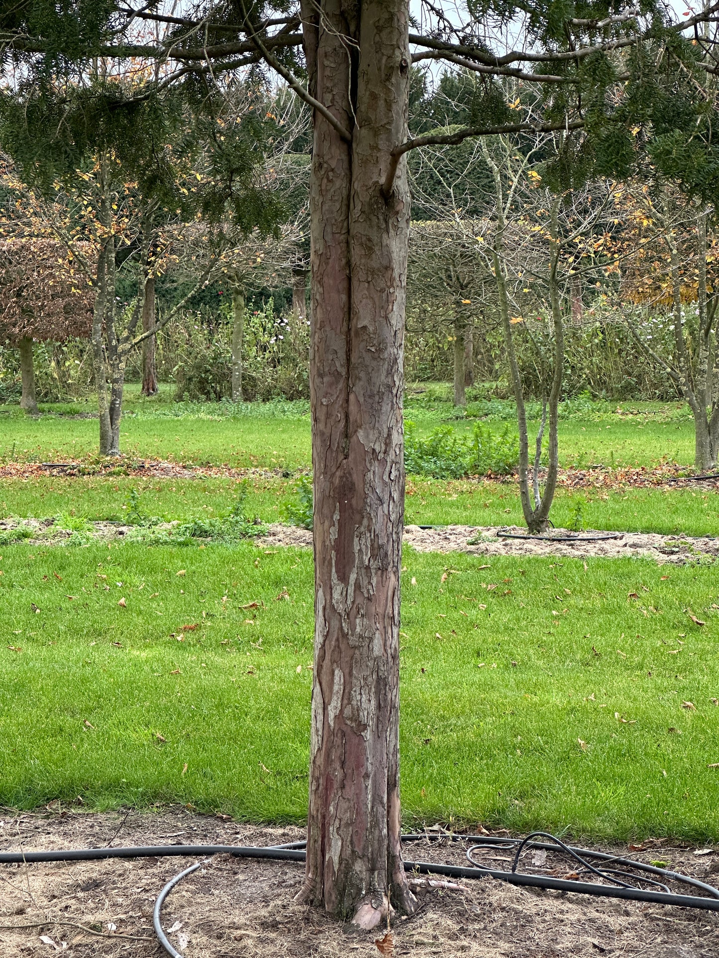 TB TREE #050