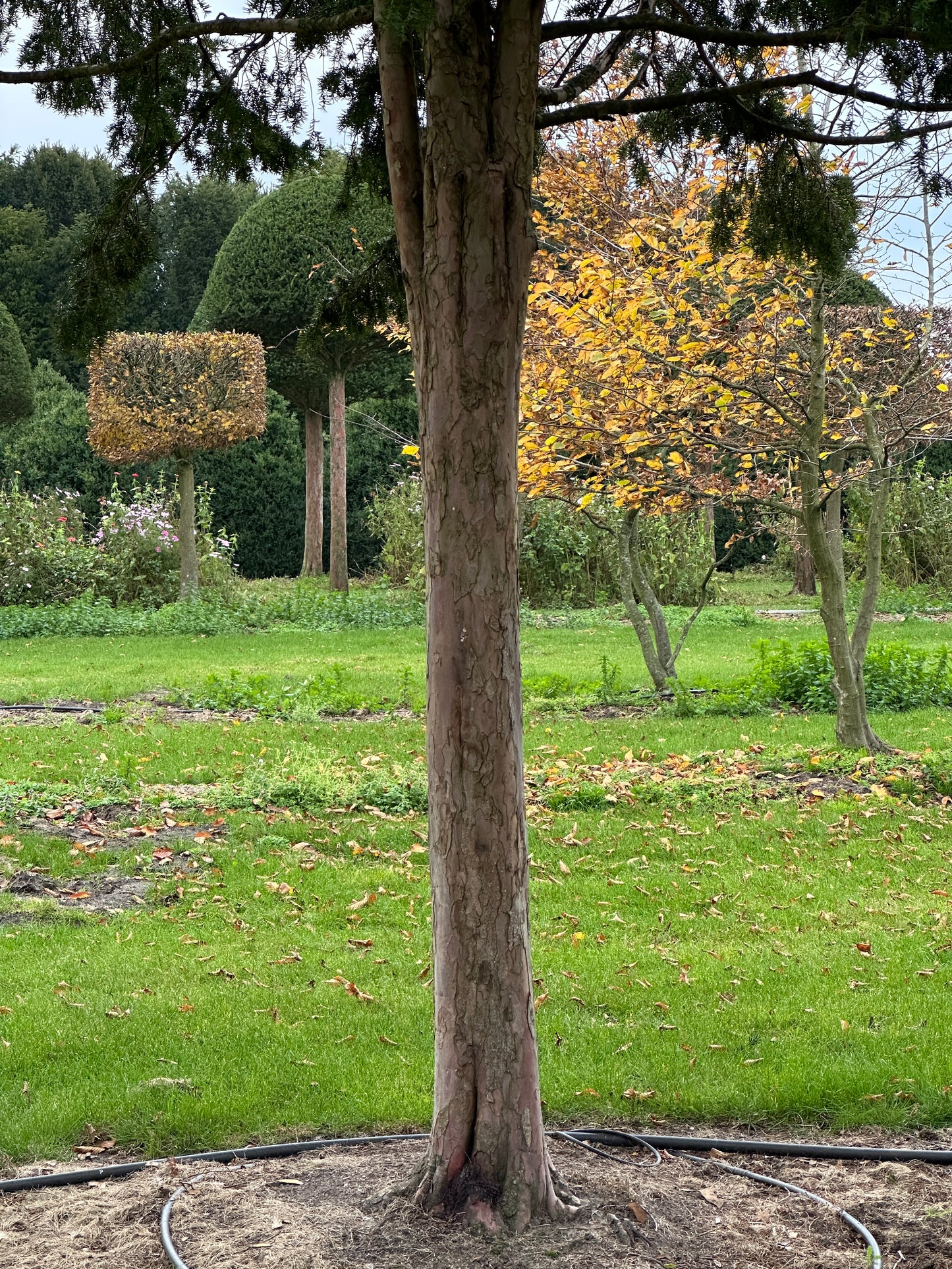 TB TREE #051