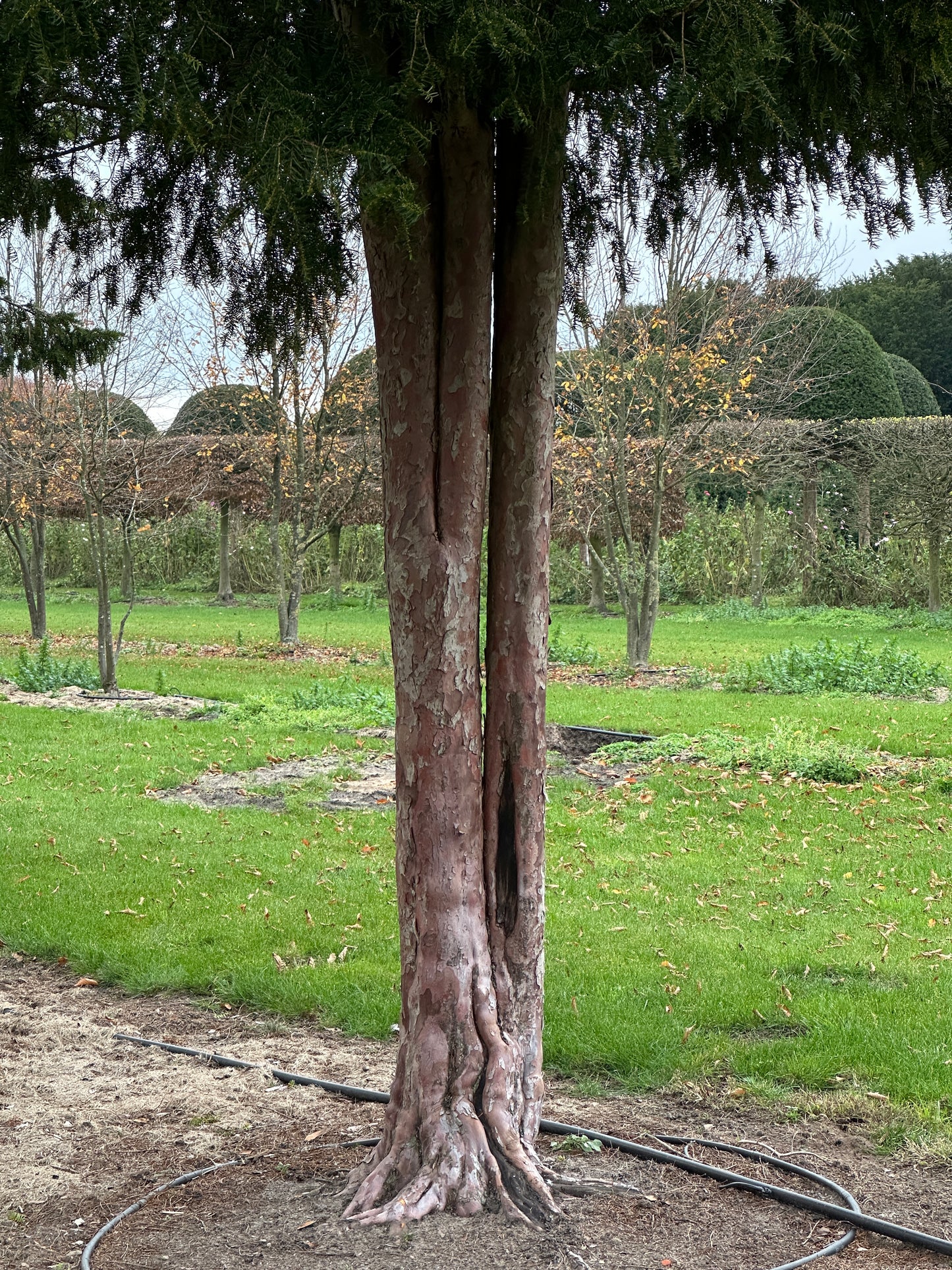 TB TREE #052