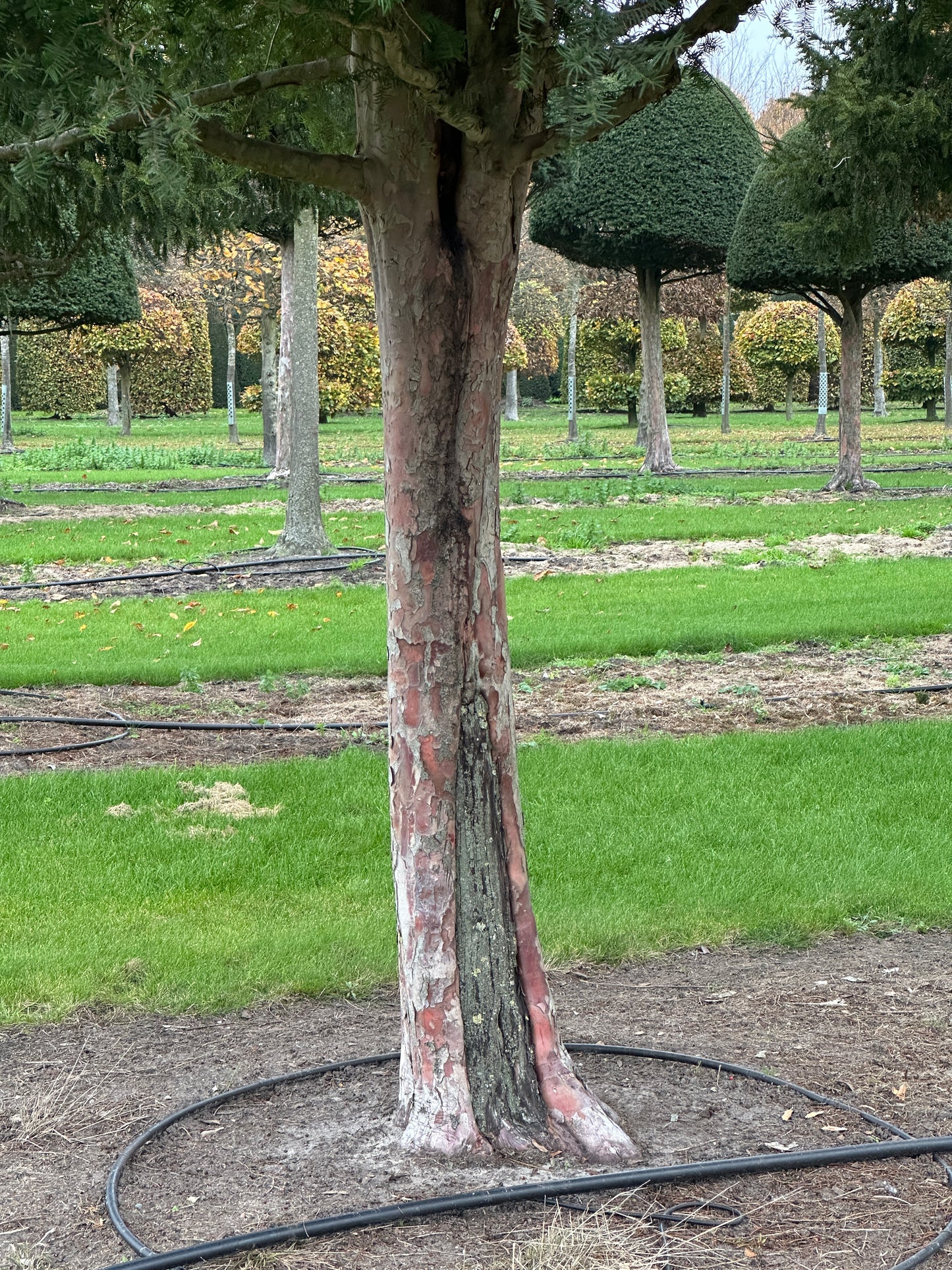 TB TREE #053