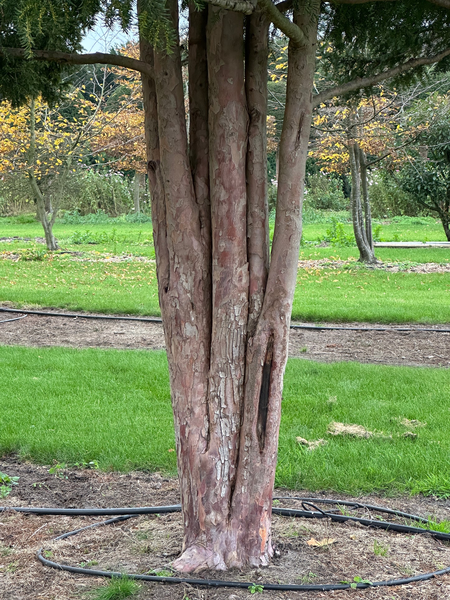TB TREE #054