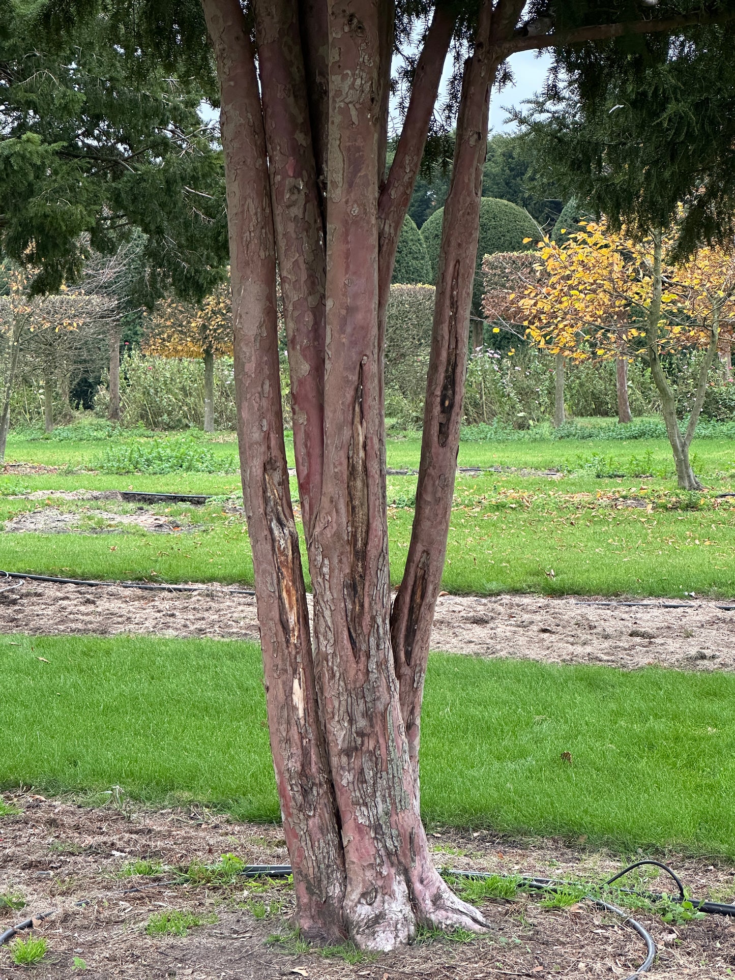 TB TREE #055