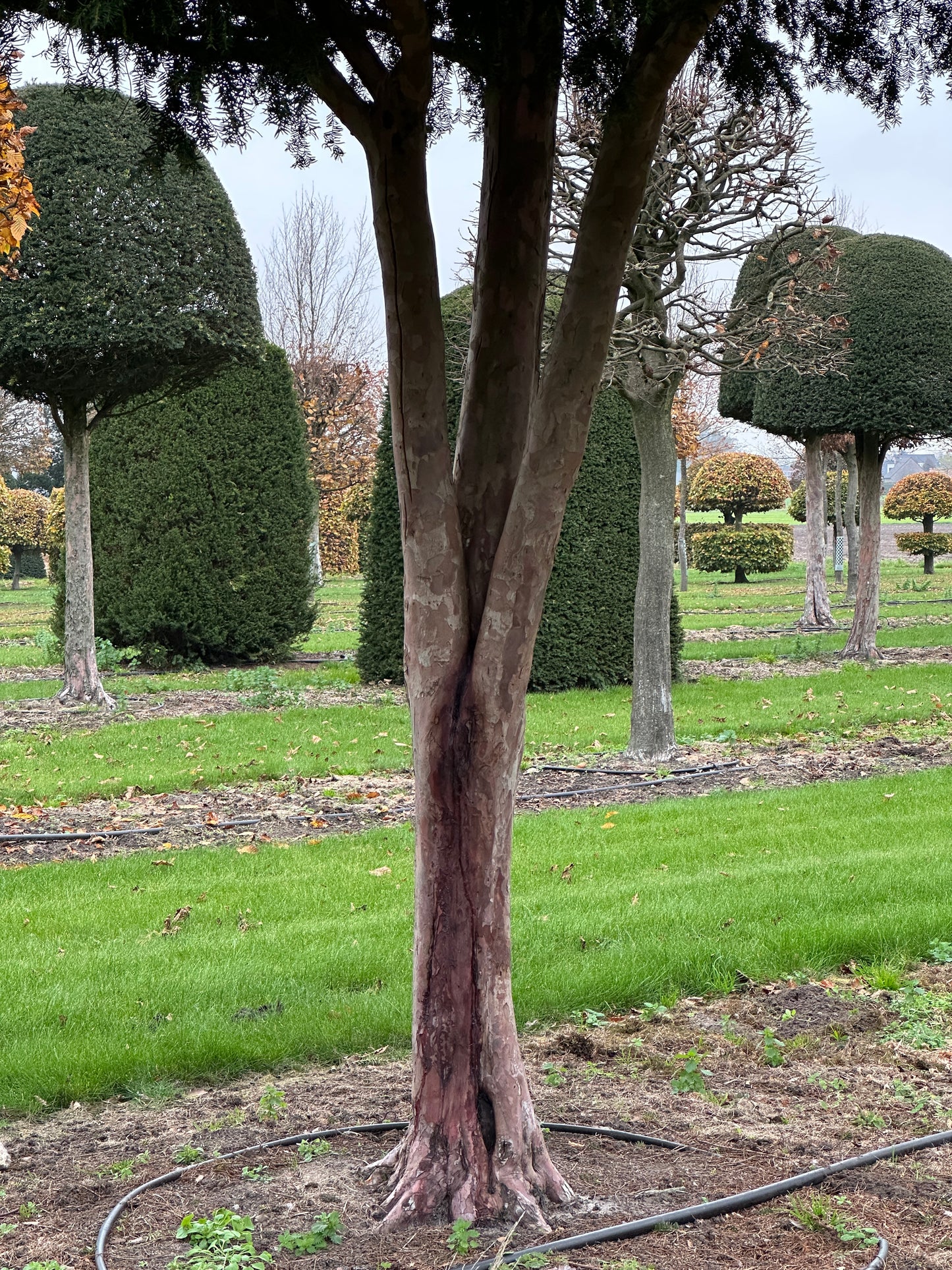 TB TREE #056