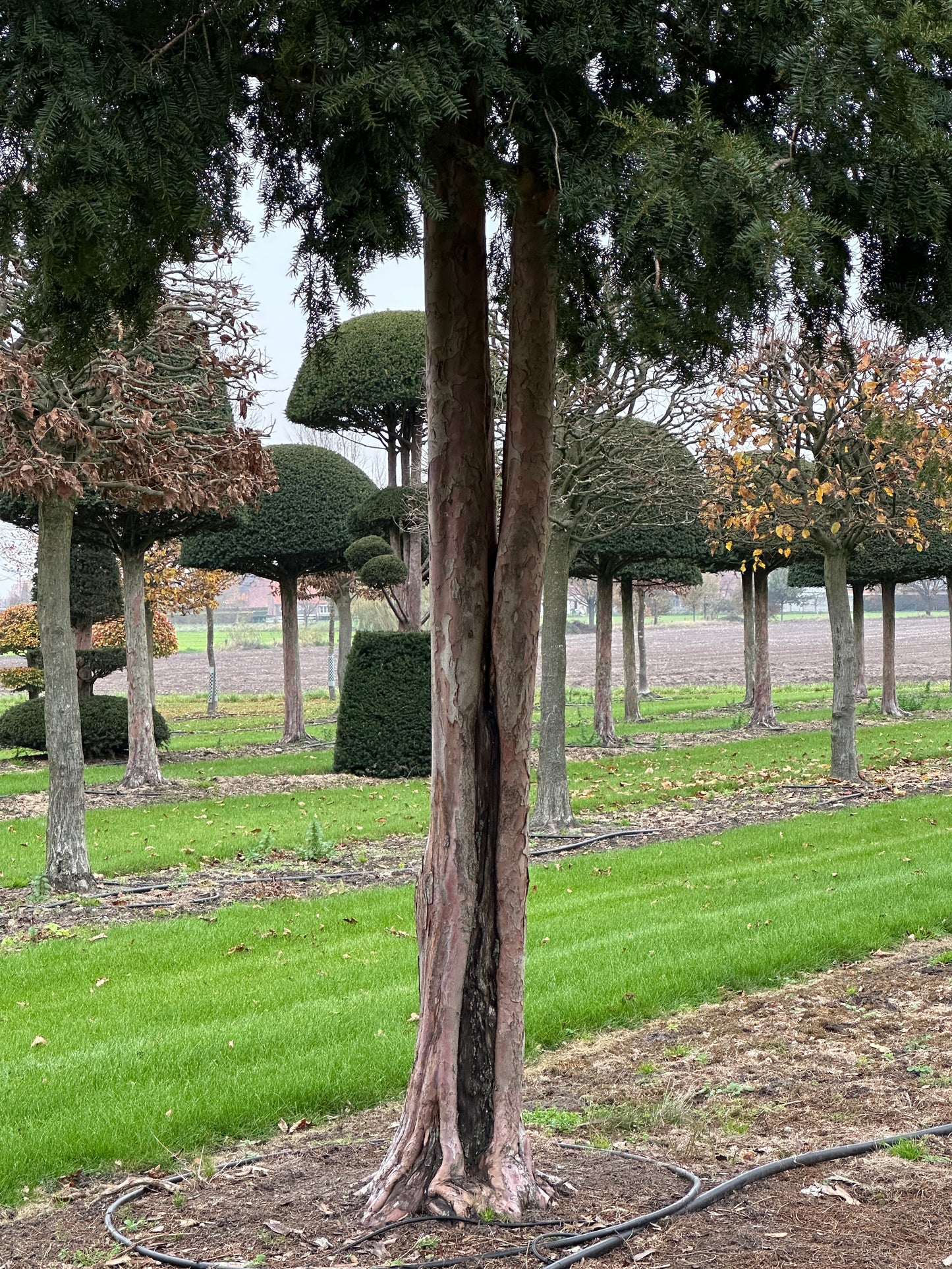 TB TREE #057