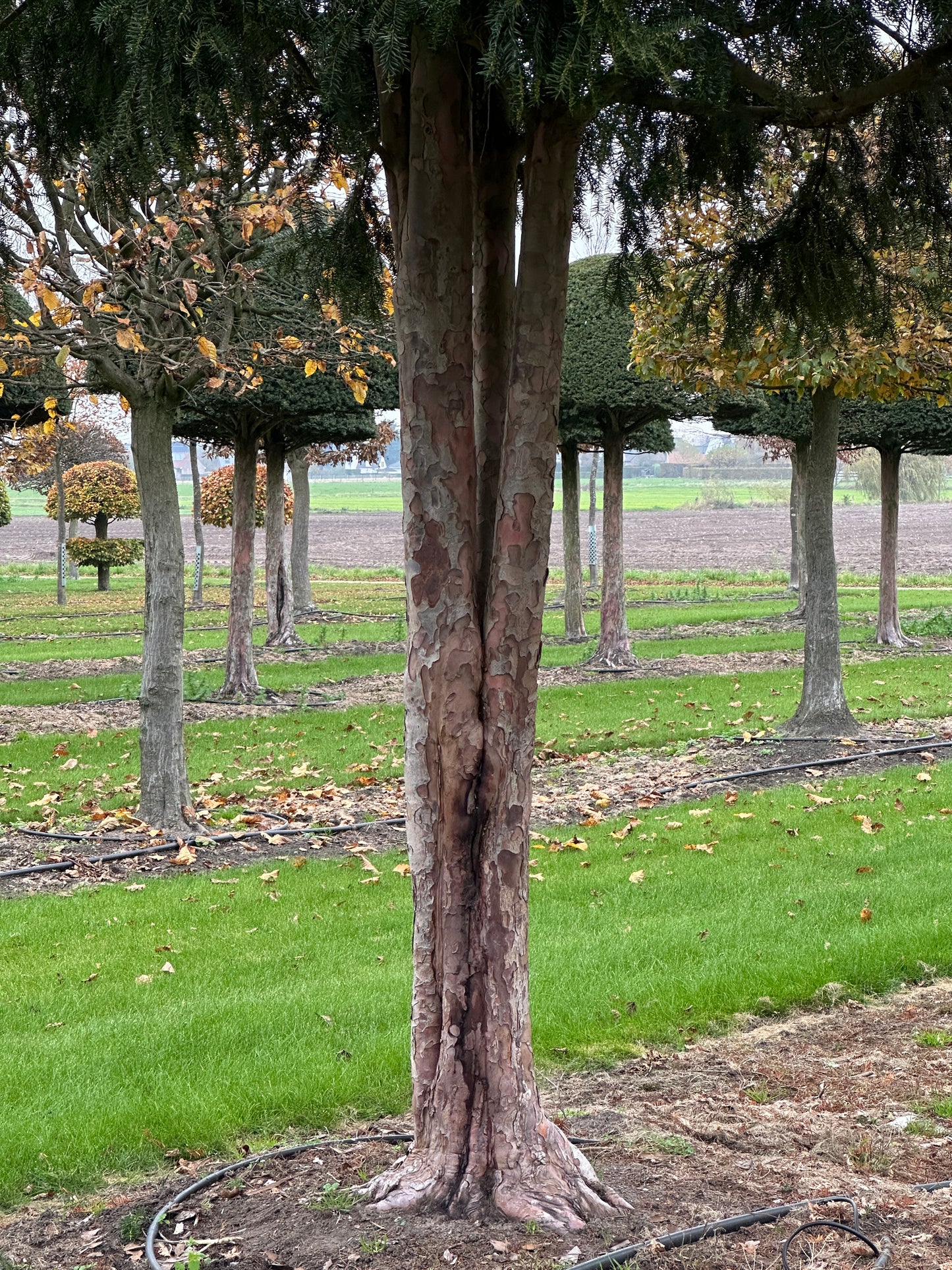 TB TREE #059