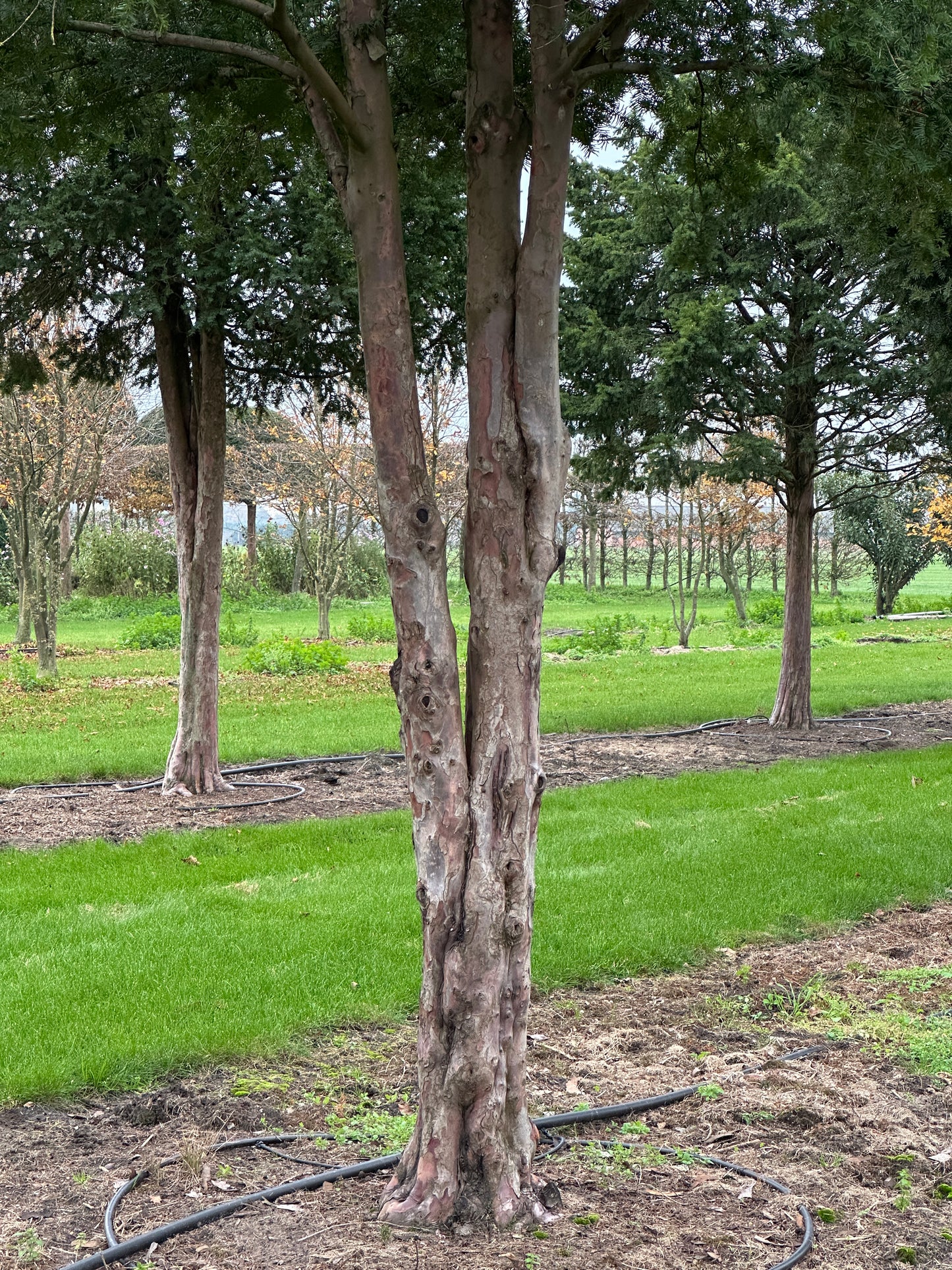 TB TREE #061
