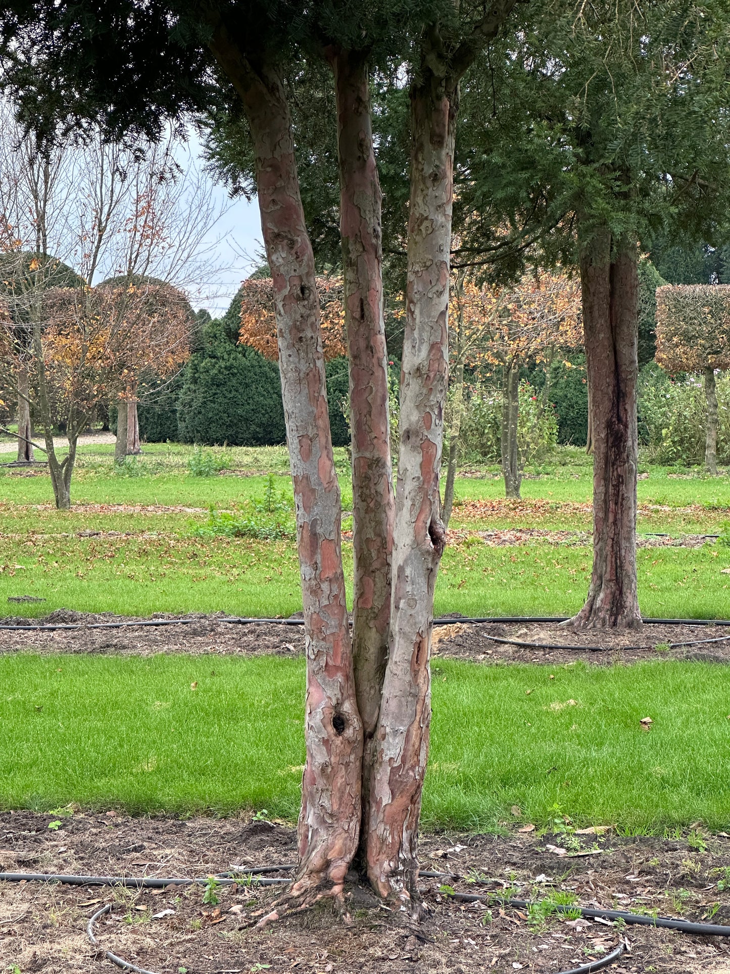 TB TREE #062
