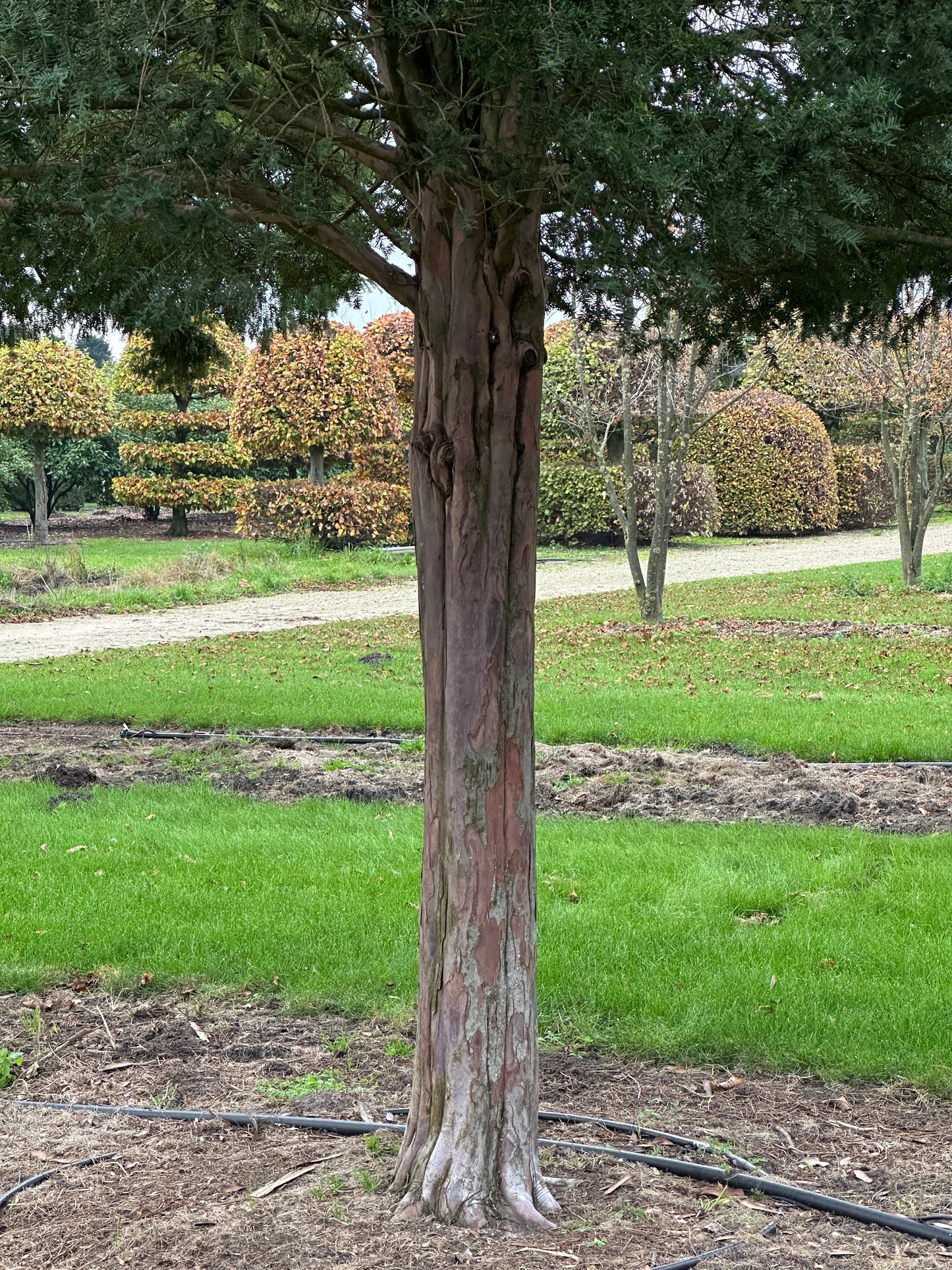 TB TREE #063