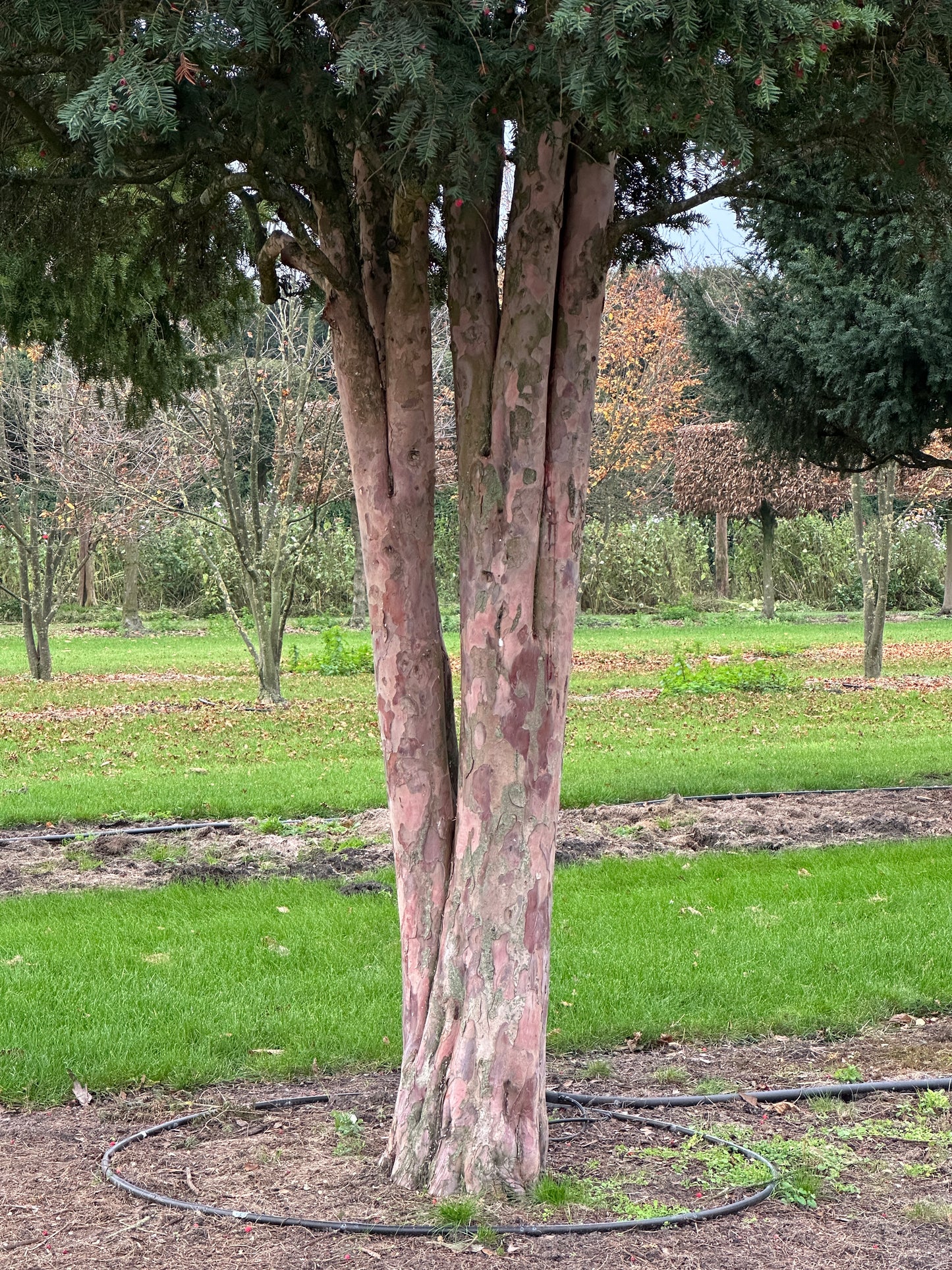 TB TREE #064
