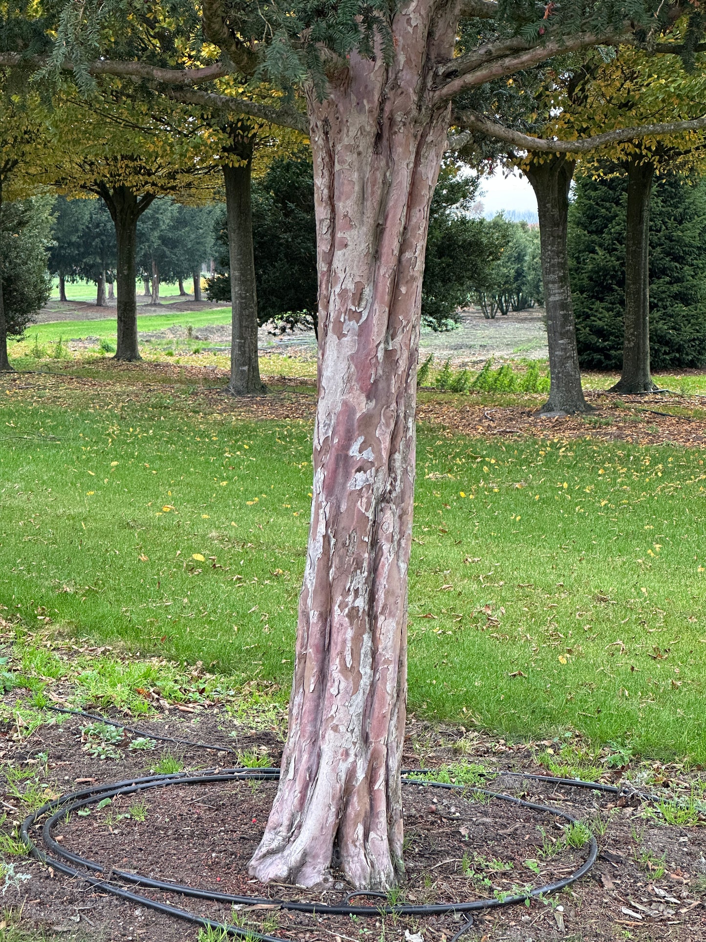 TB TREE #065