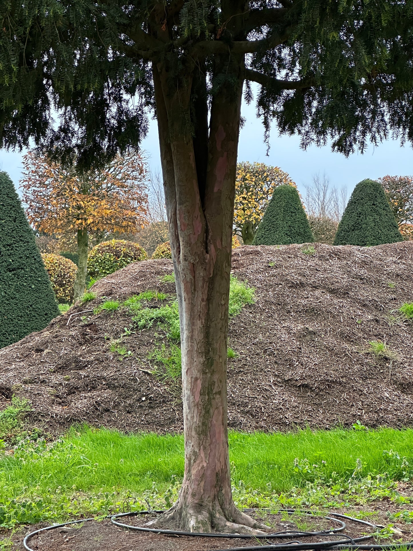 TB TREE #066
