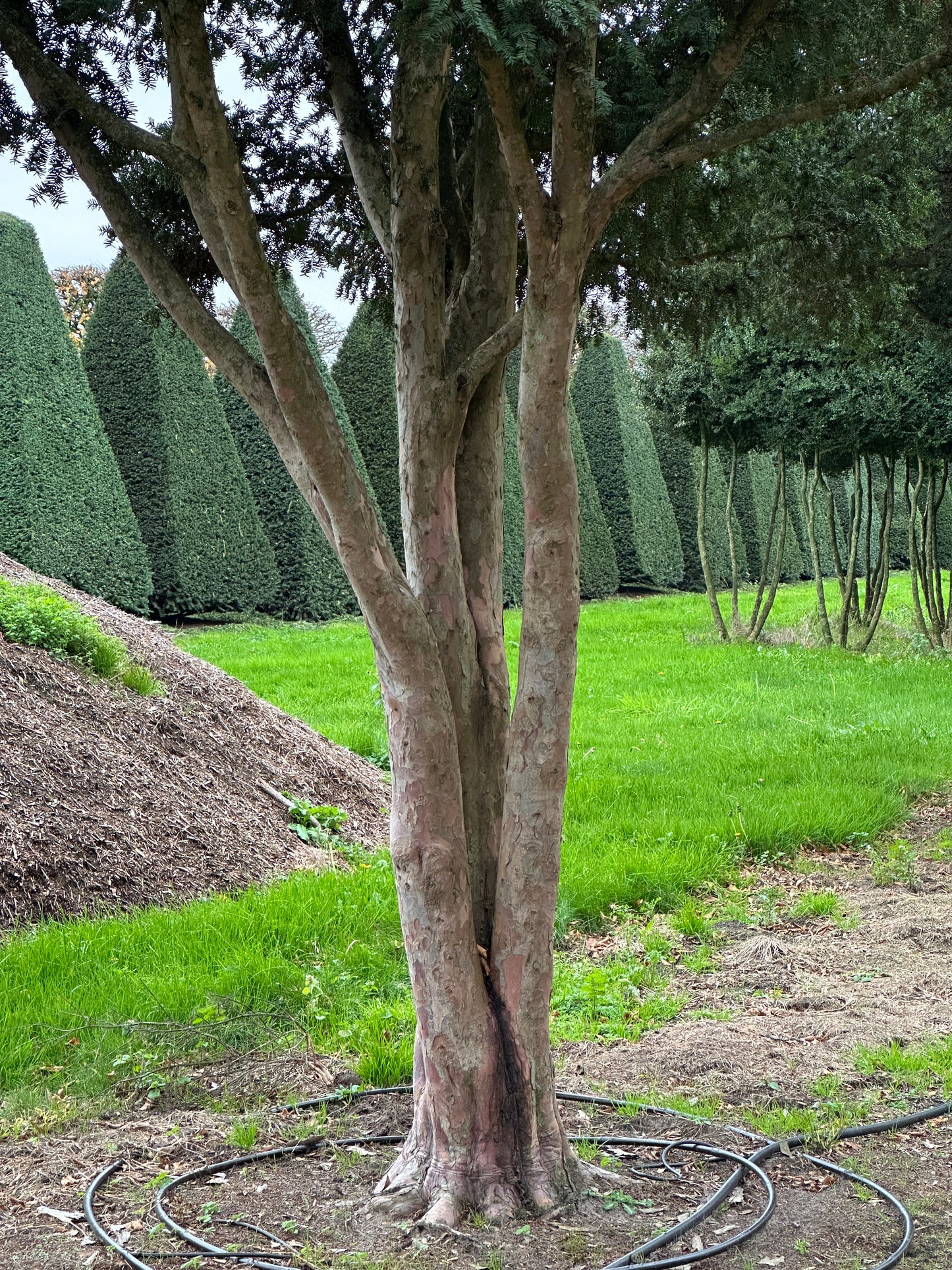 TB TREE #067
