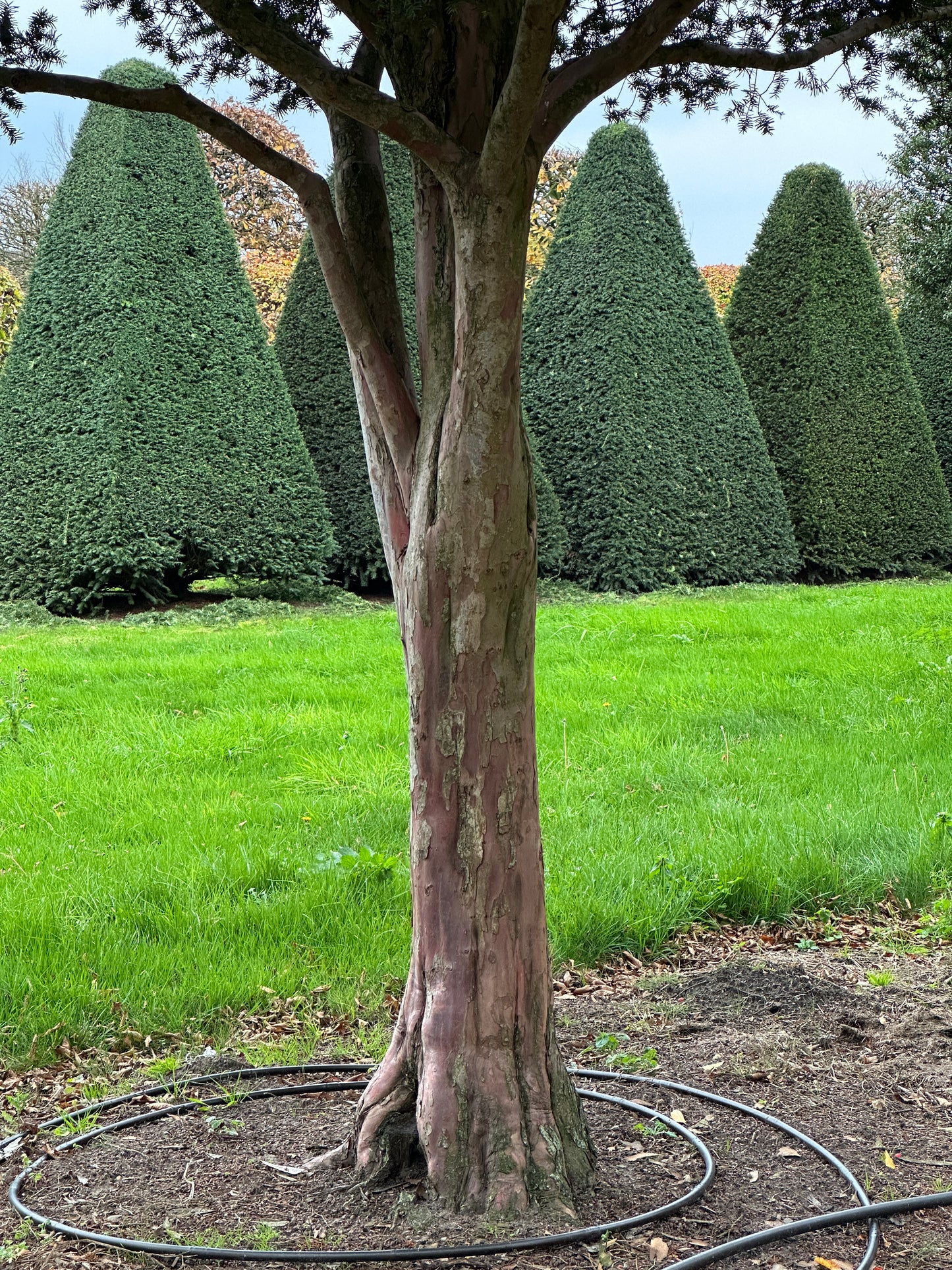 TB TREE #068