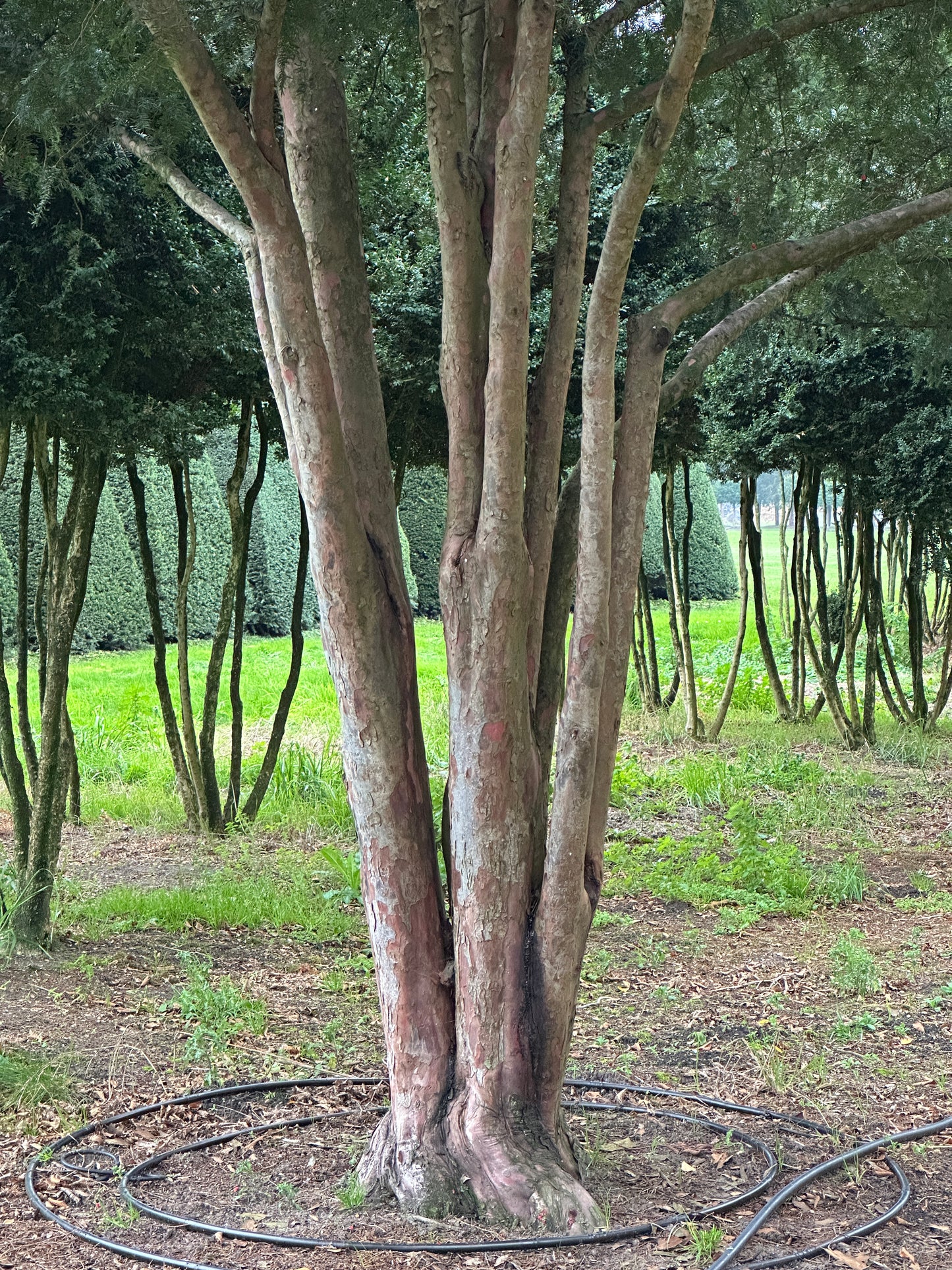 TB TREE #069