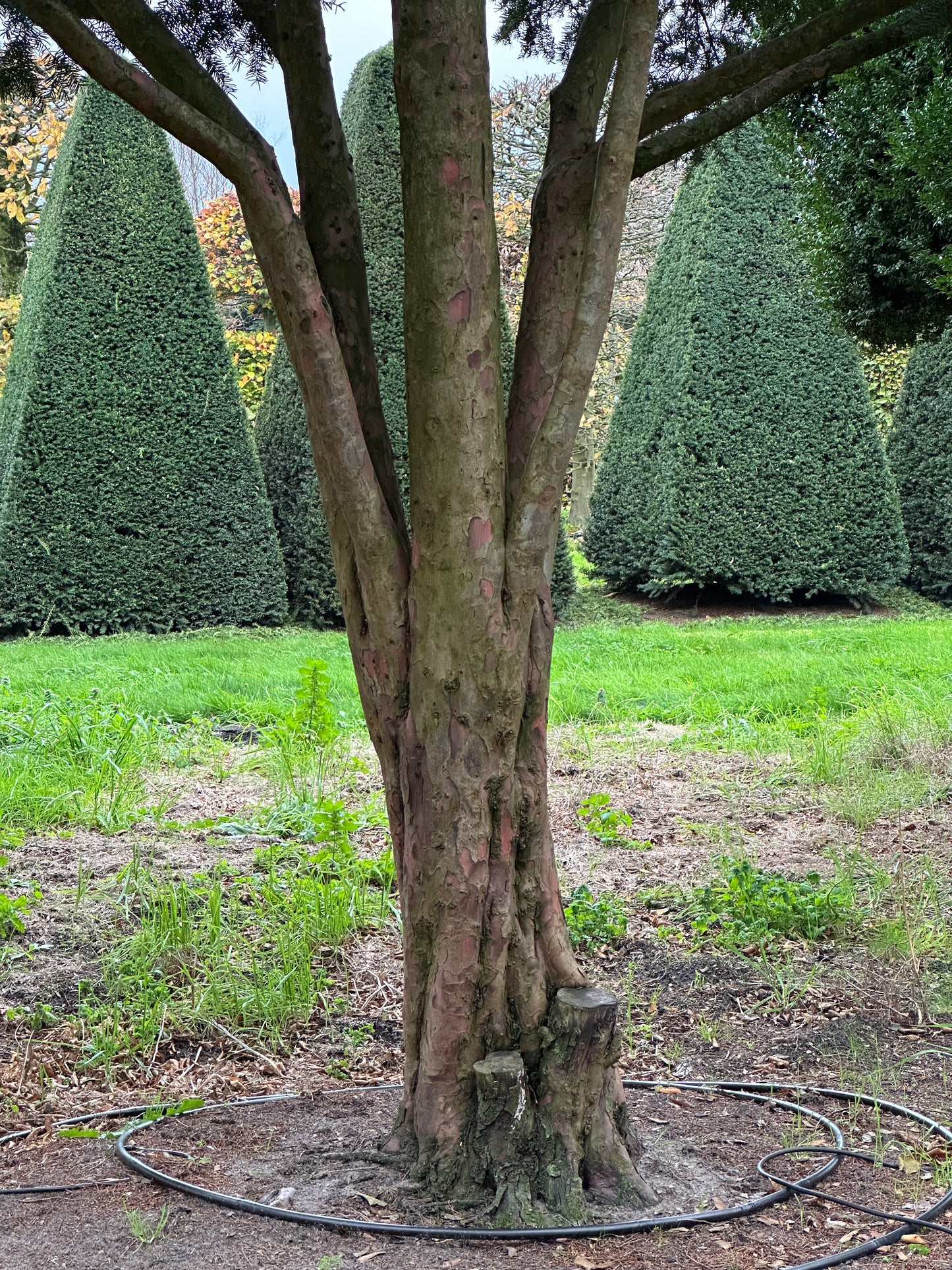 TB TREE #070