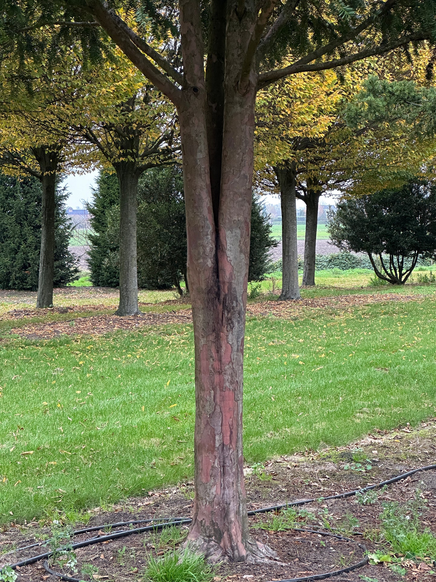 TB TREE #071