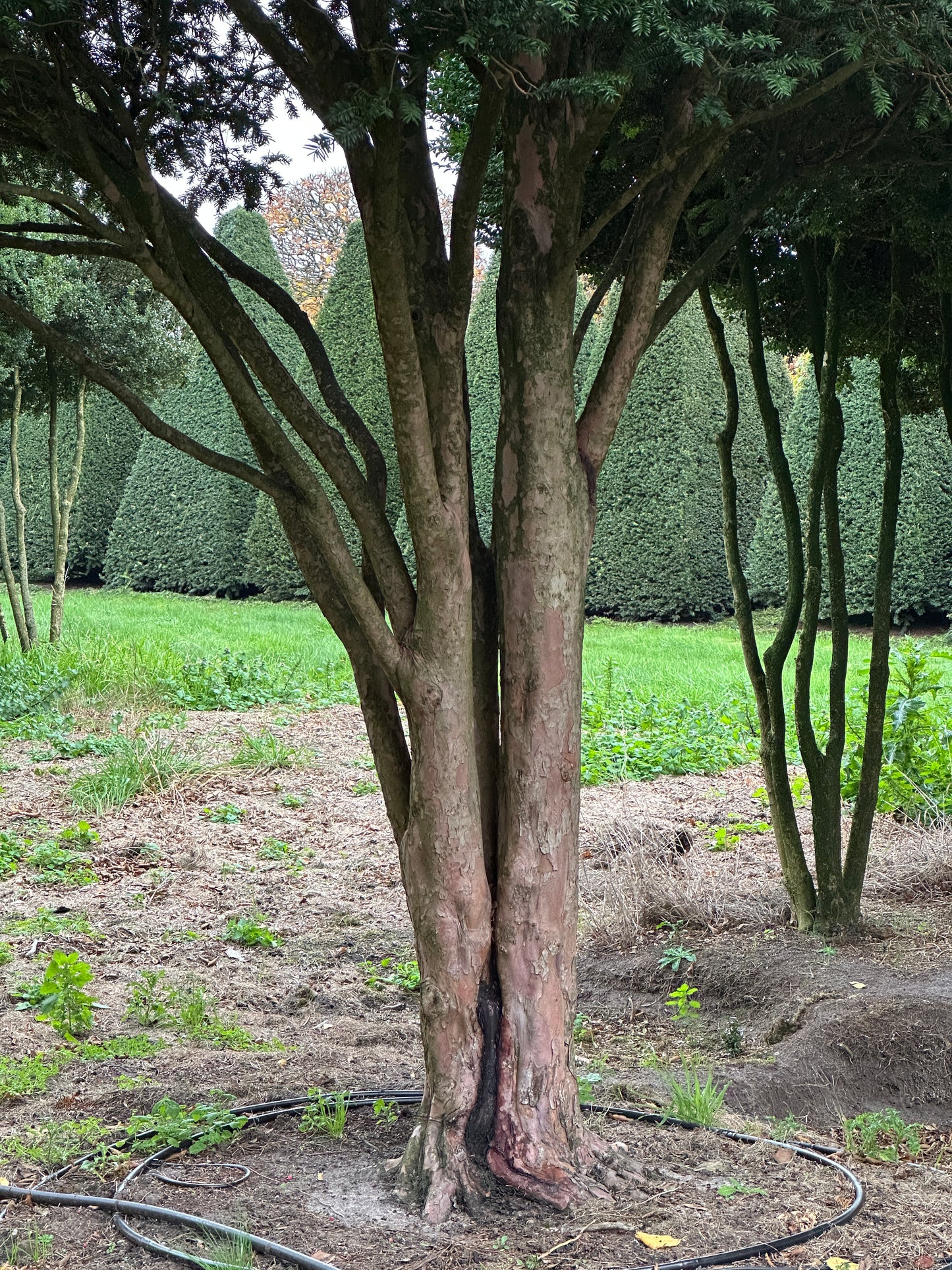 TB TREE #072
