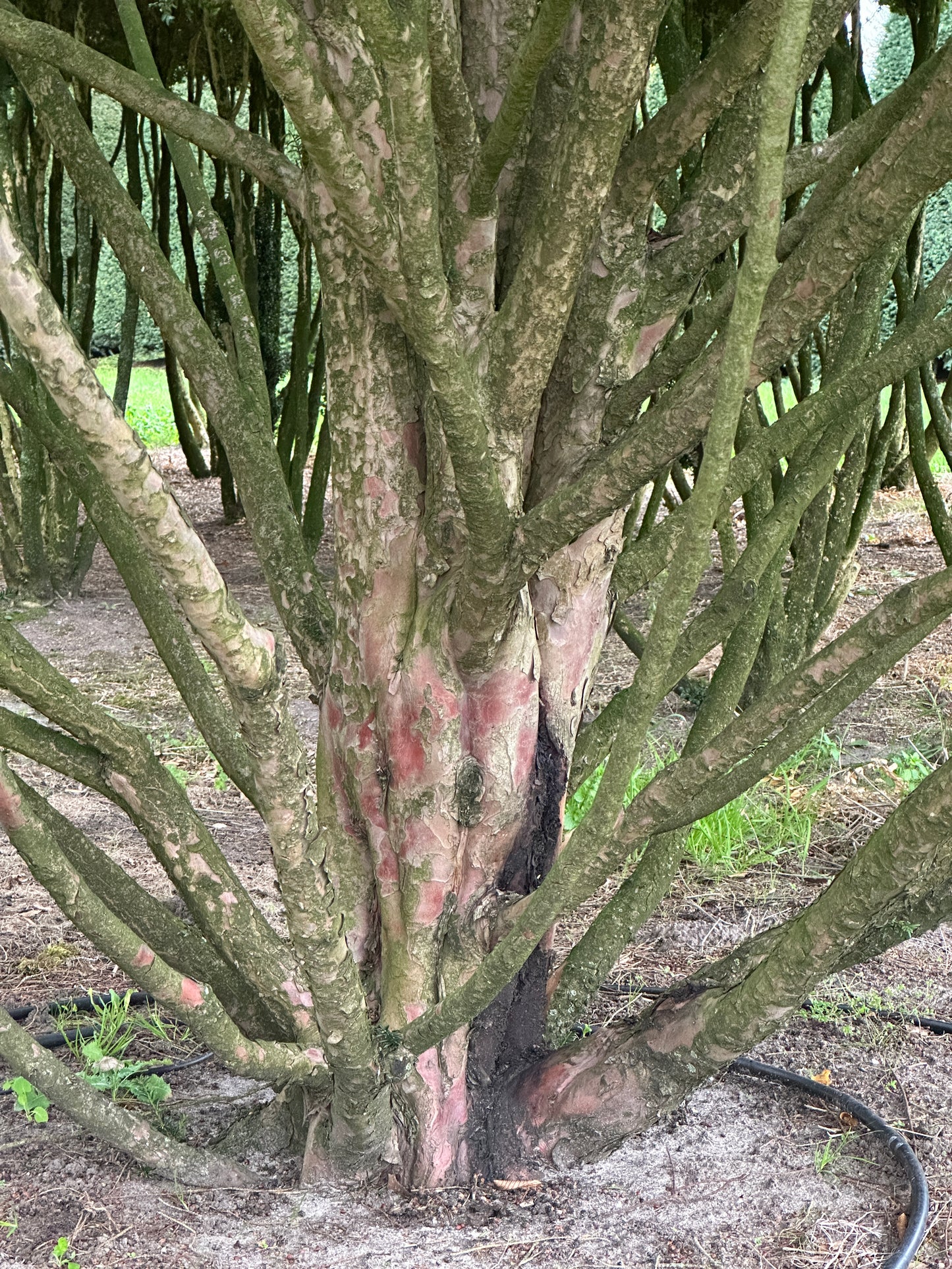 TB TREE #073