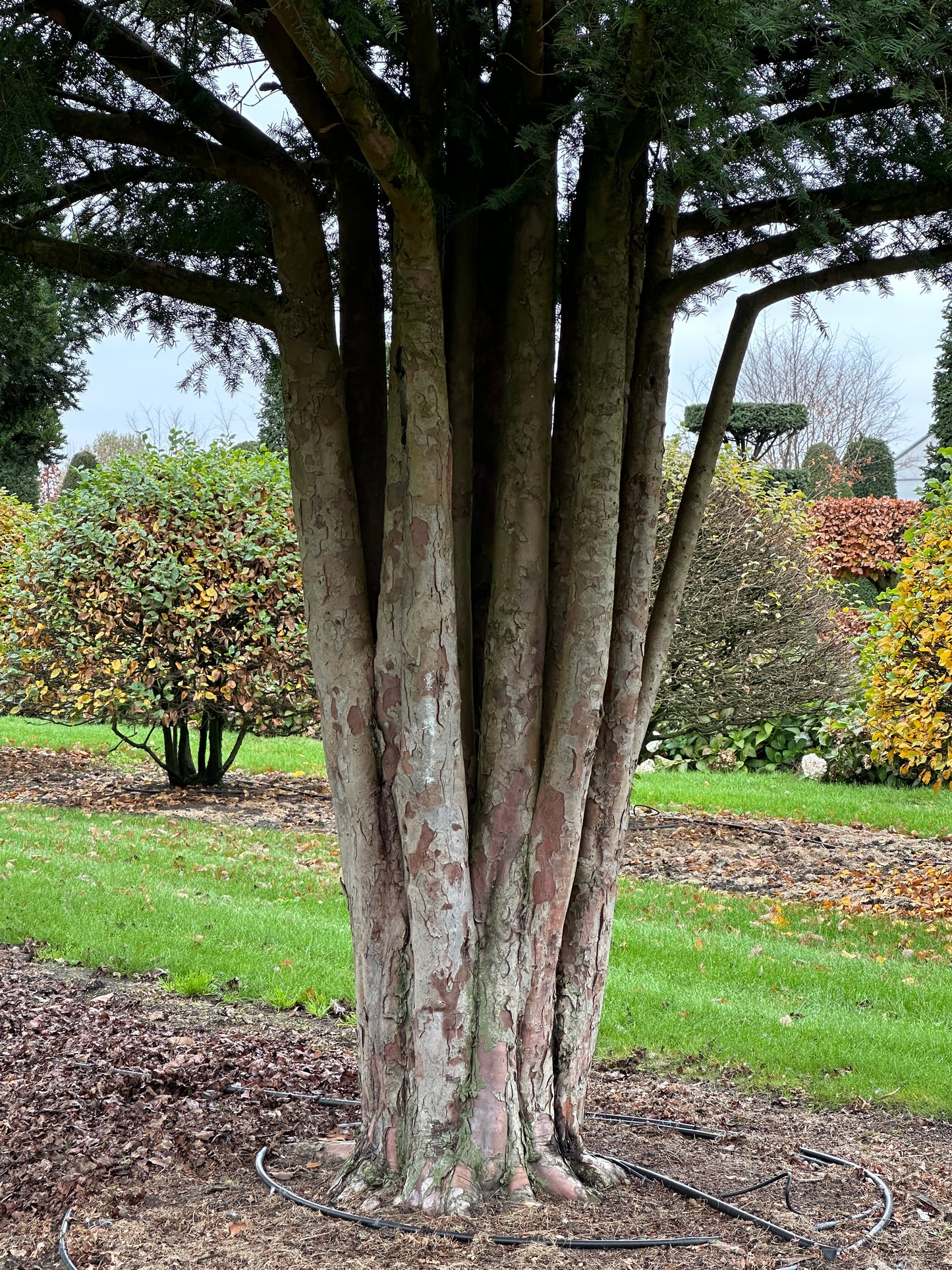 TB TREE #074