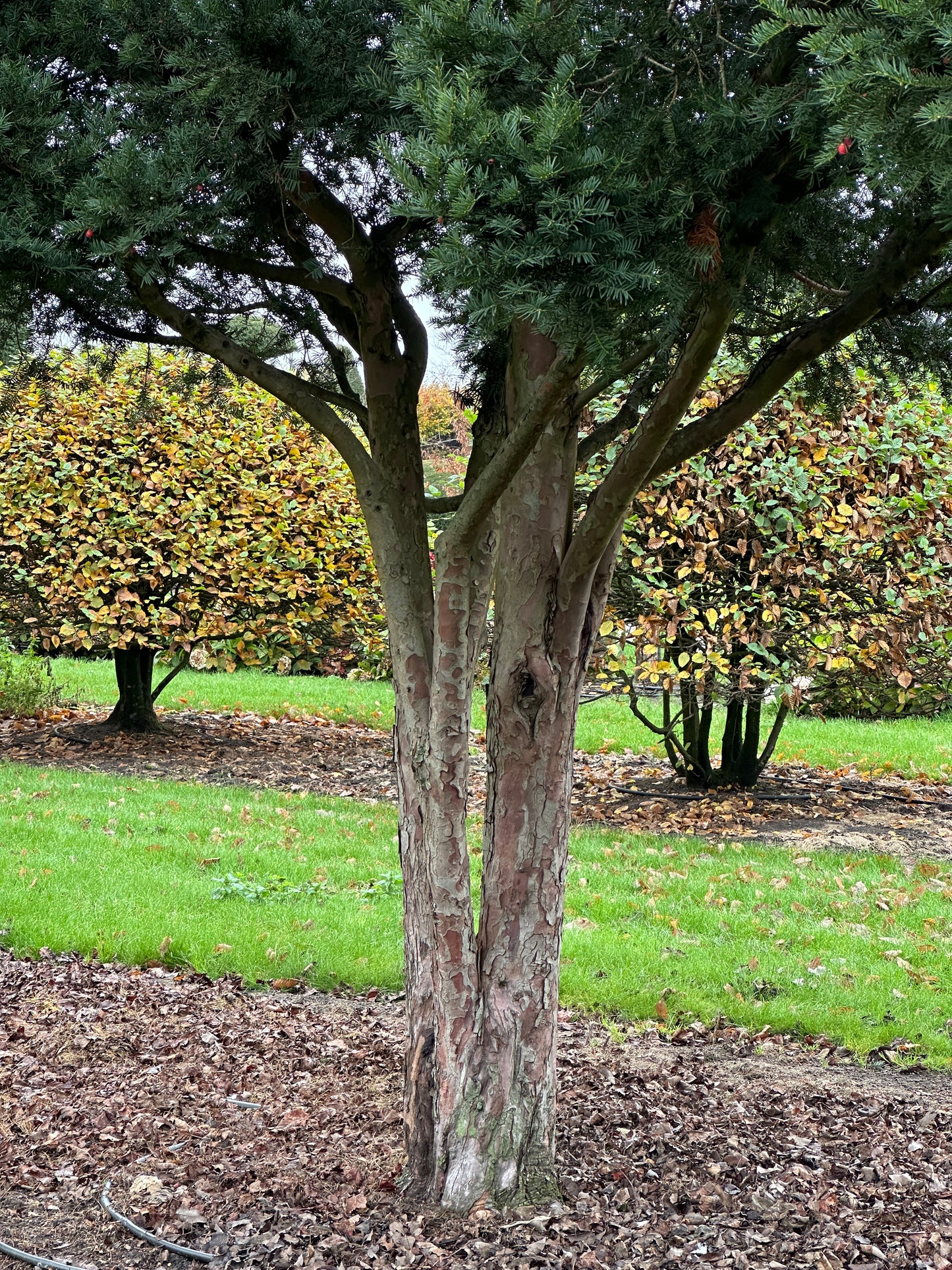 TB TREE #075