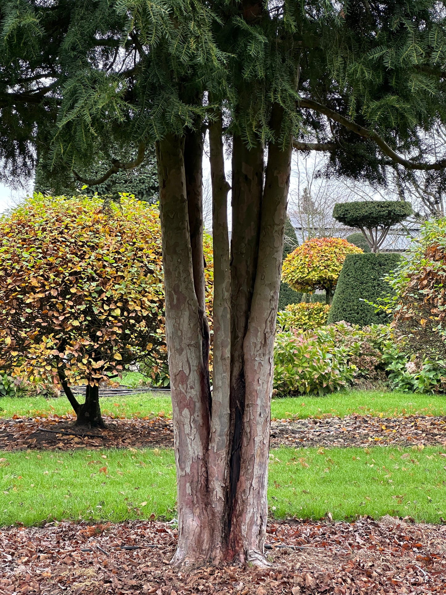 TB TREE #076