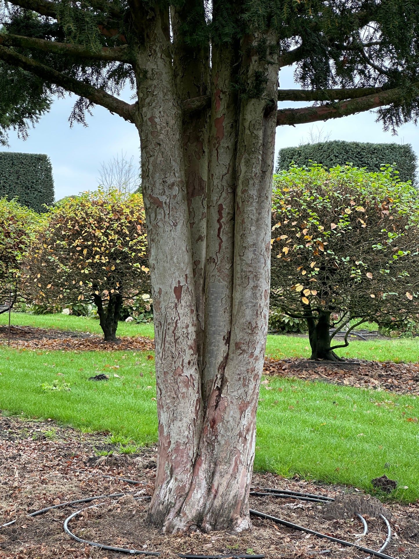 TB TREE #077