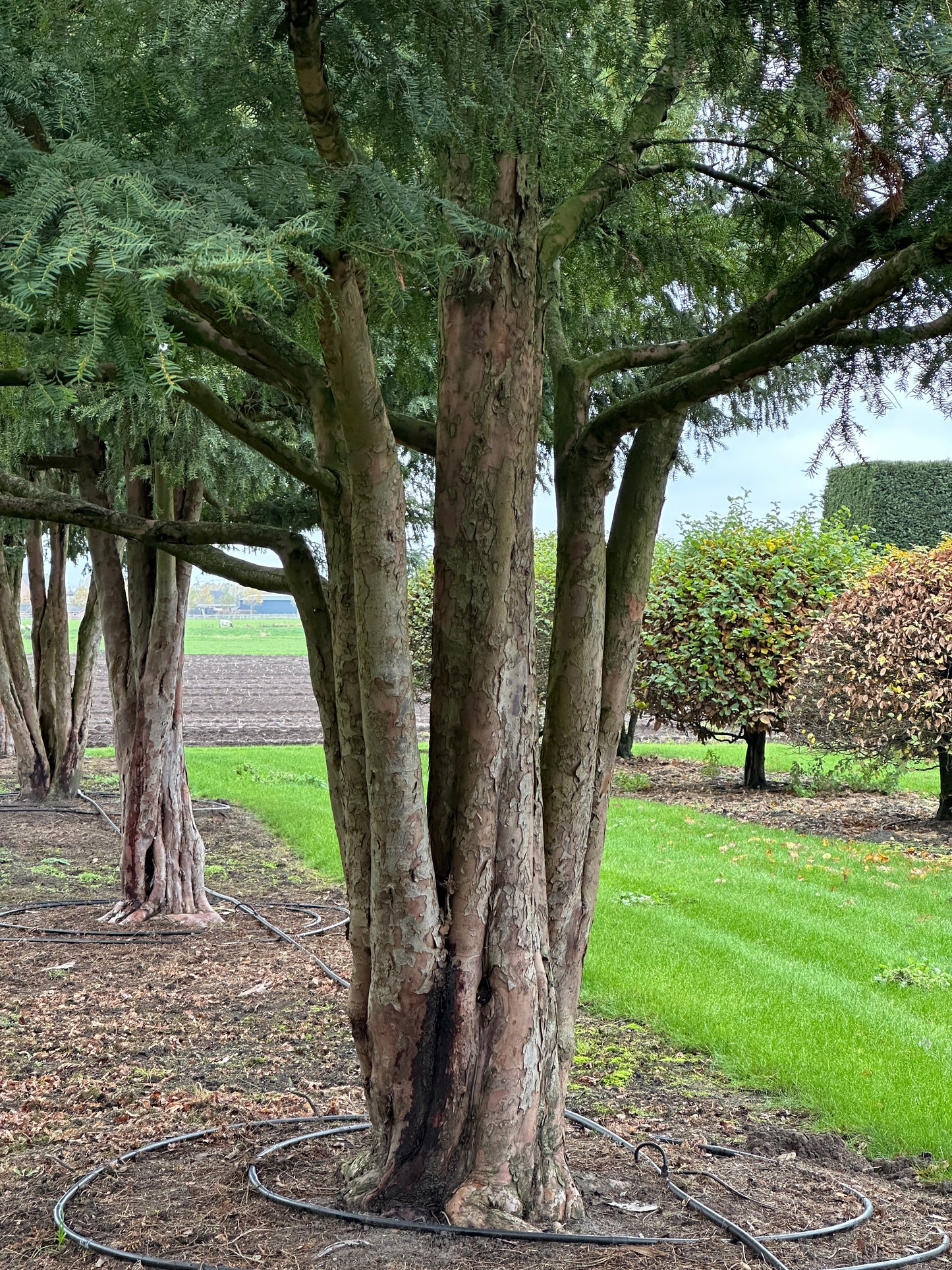 TB TREE #079