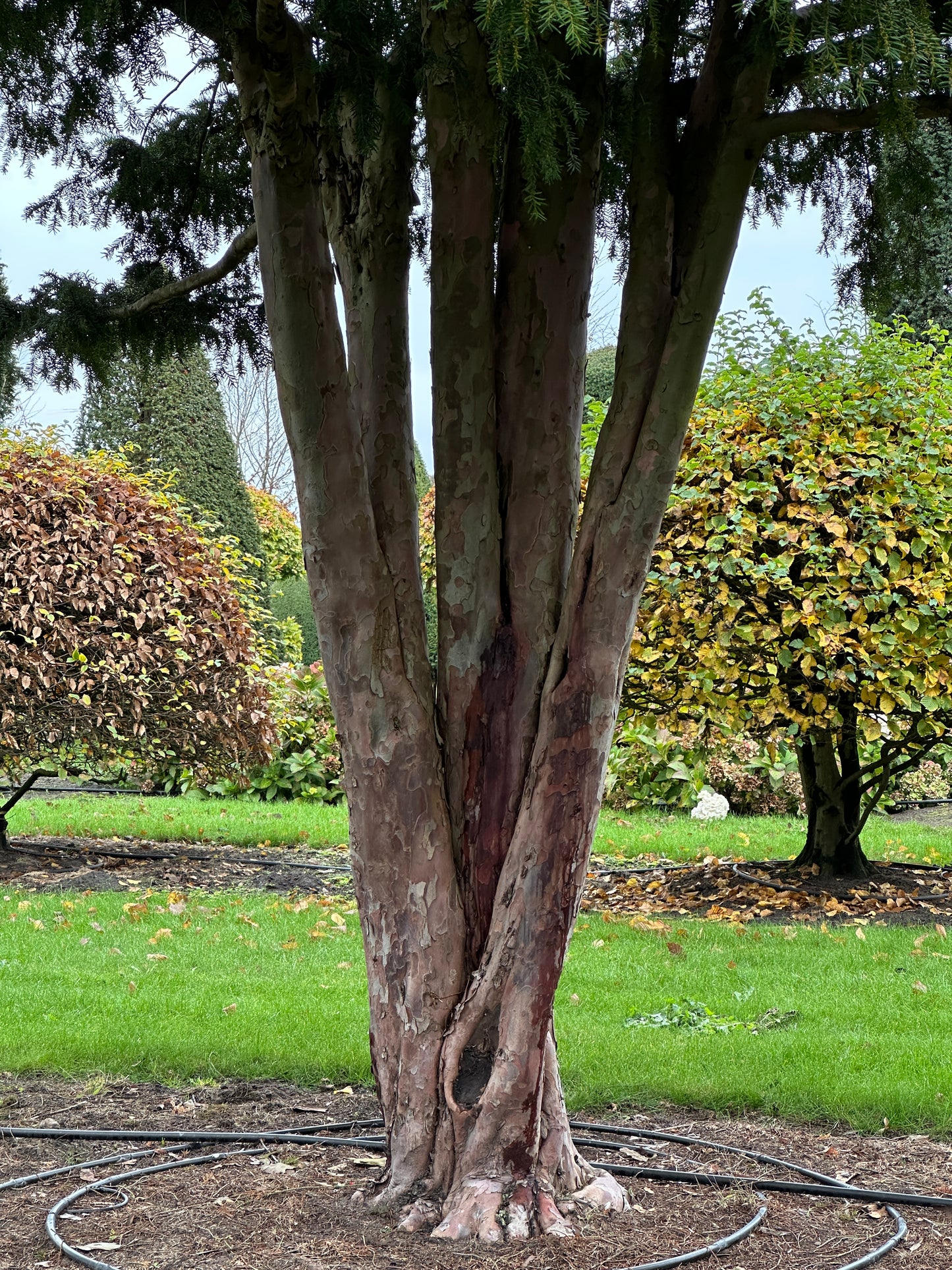 TB TREE #080