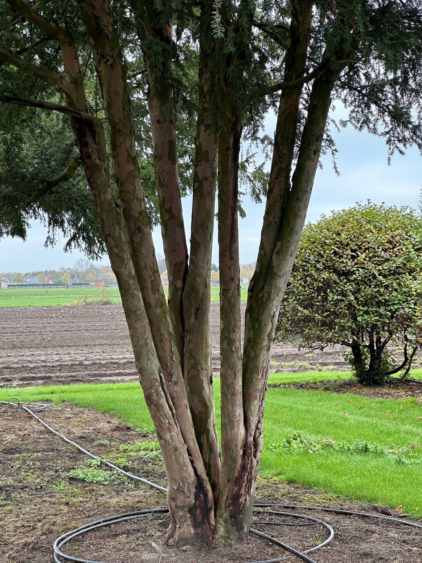 TB TREE #081
