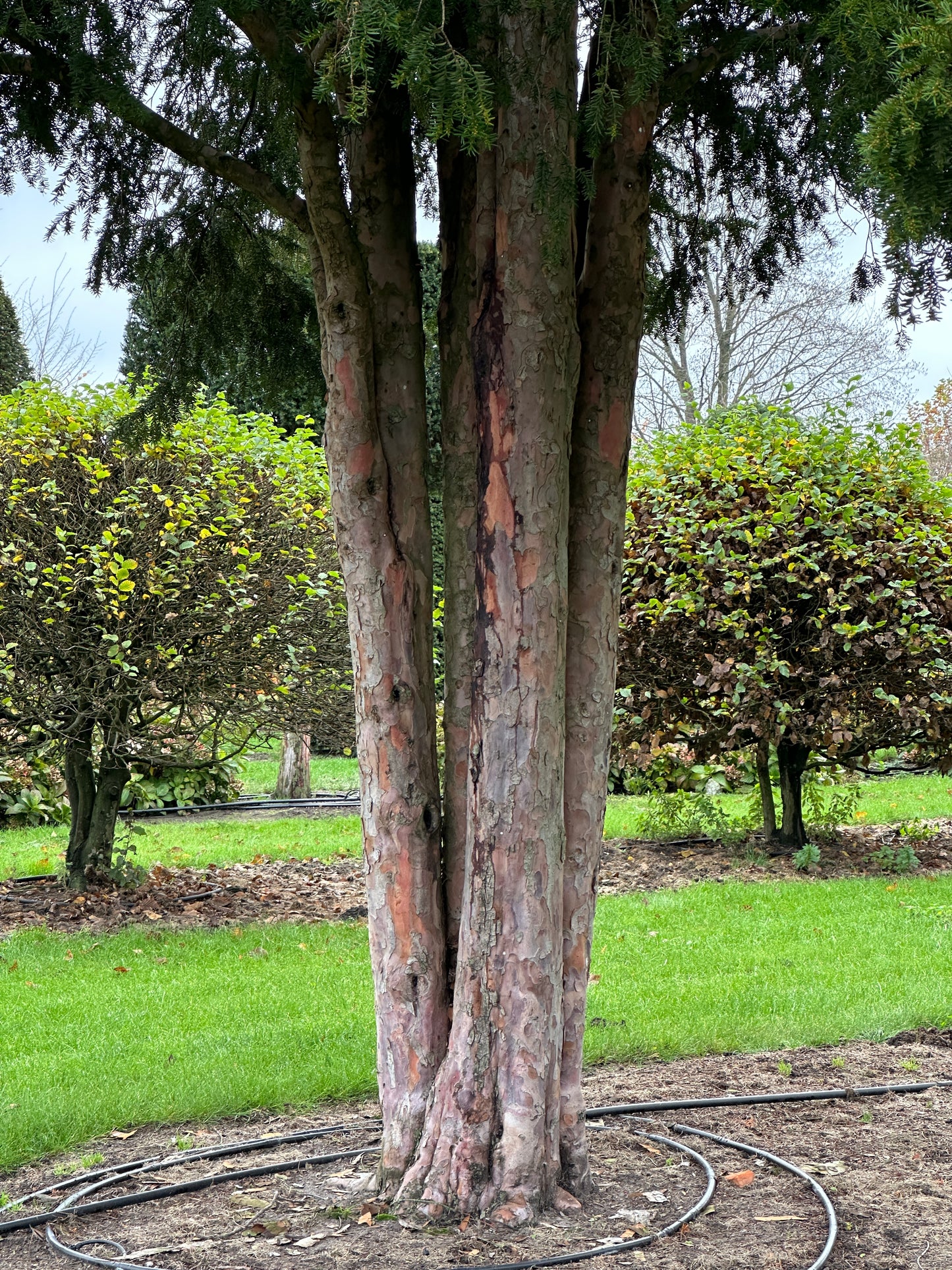 TB TREE #082