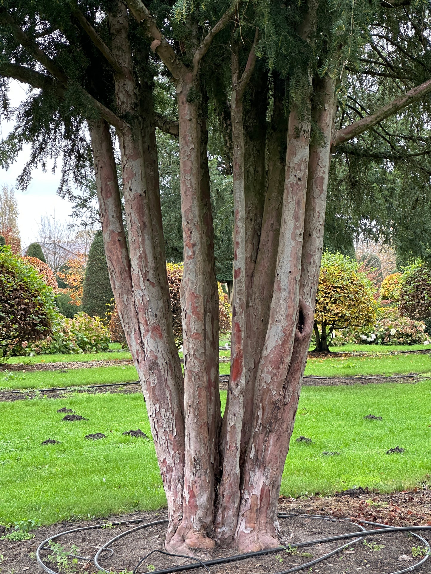 TB TREE #083