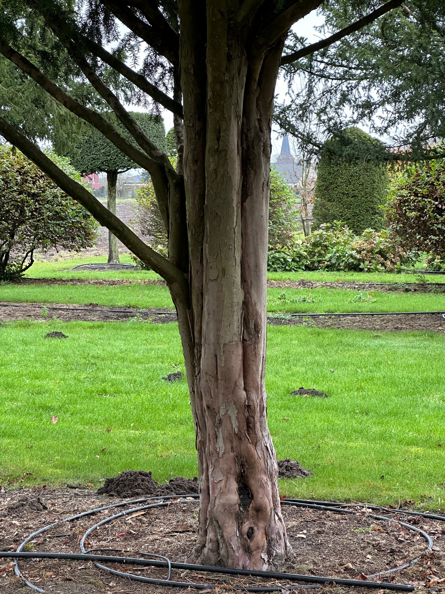 TB TREE #084