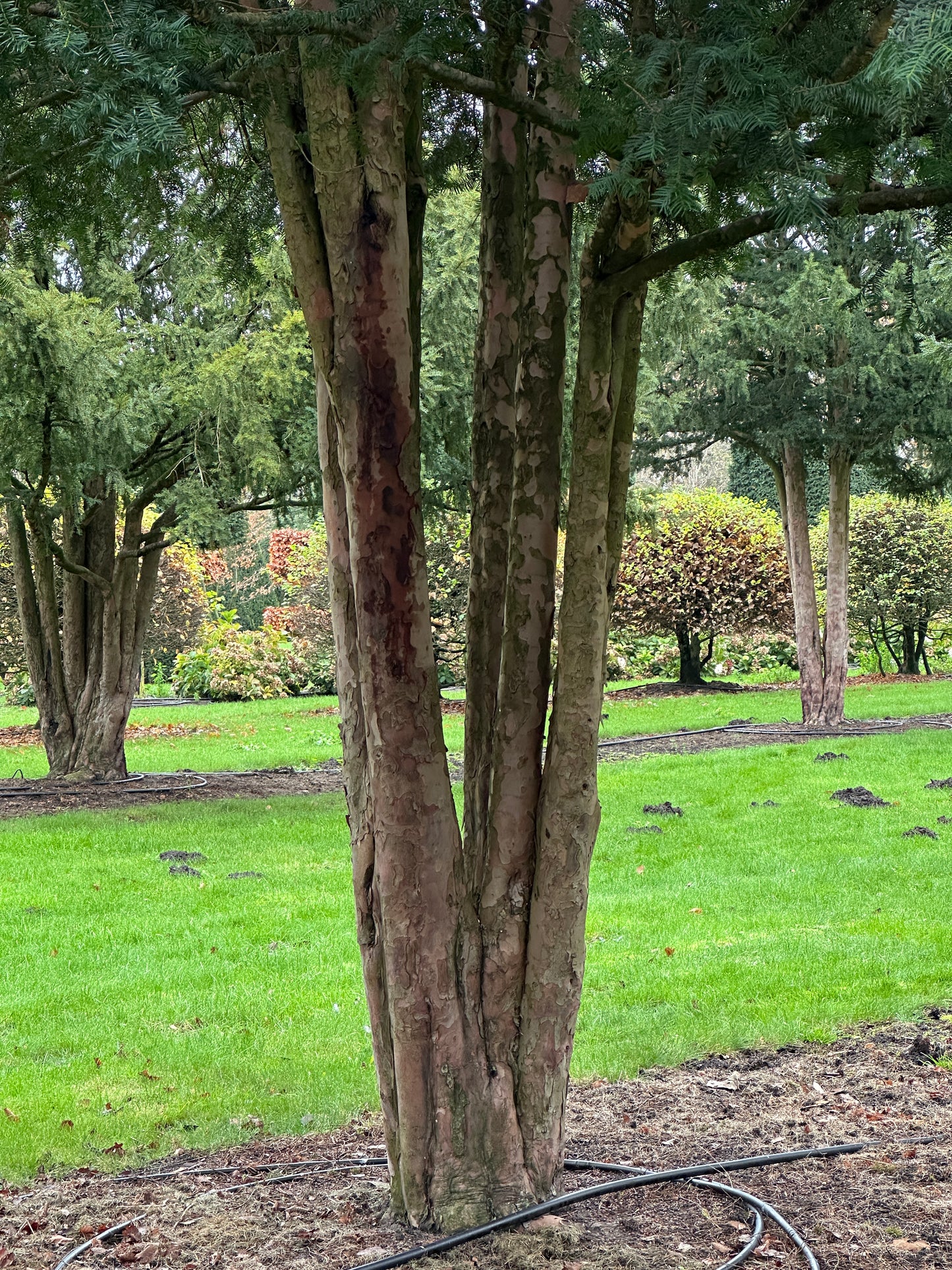 TB TREE #085