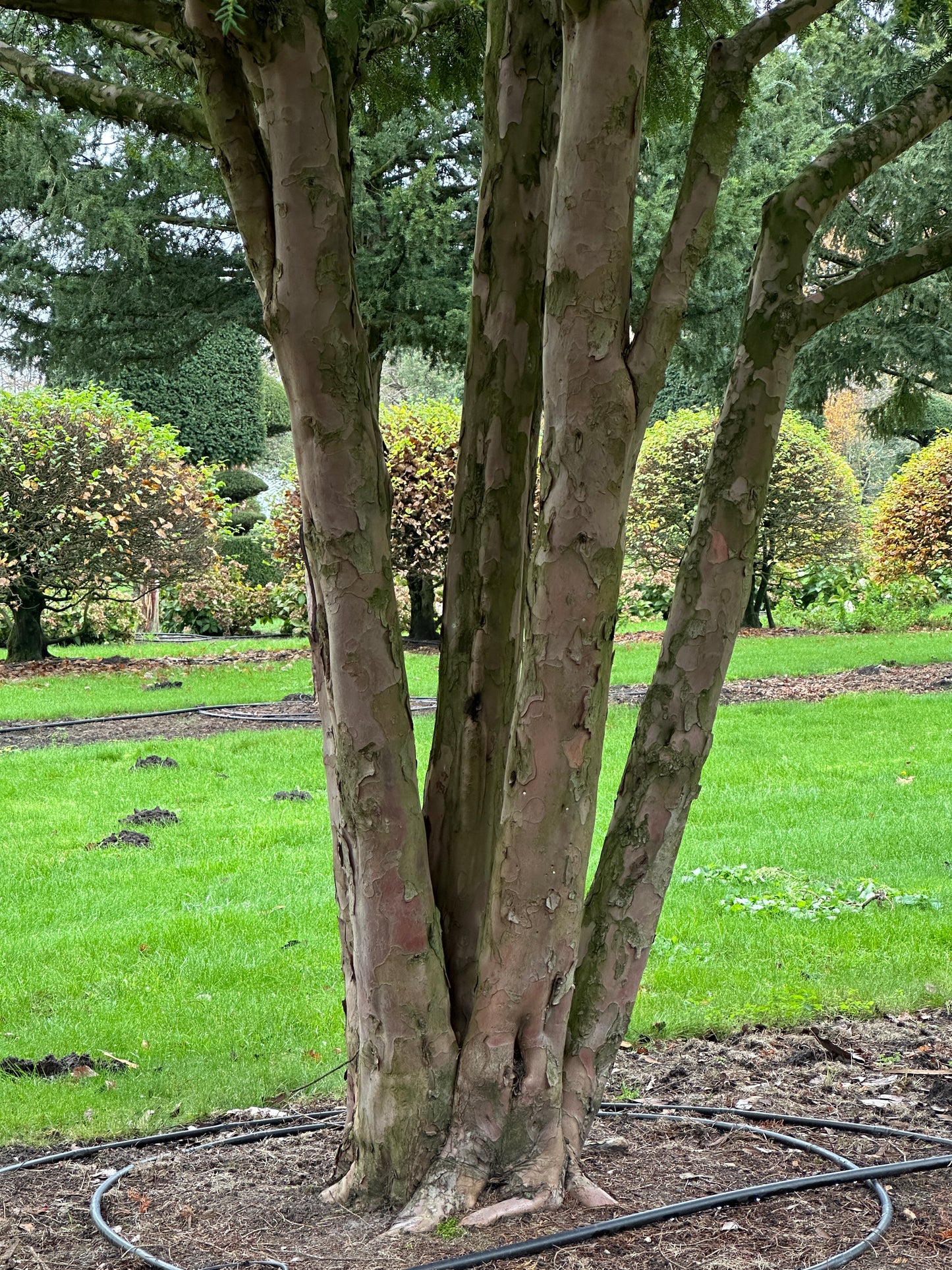 TB TREE #086