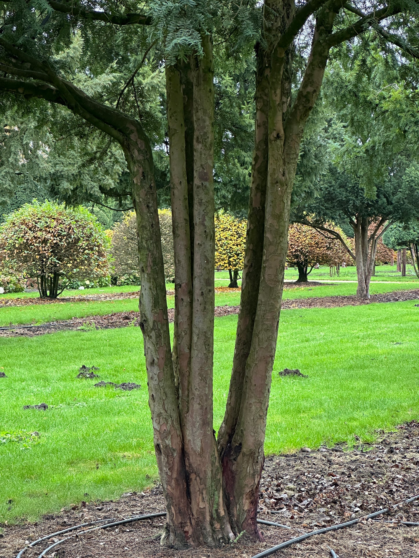 TB TREE #087