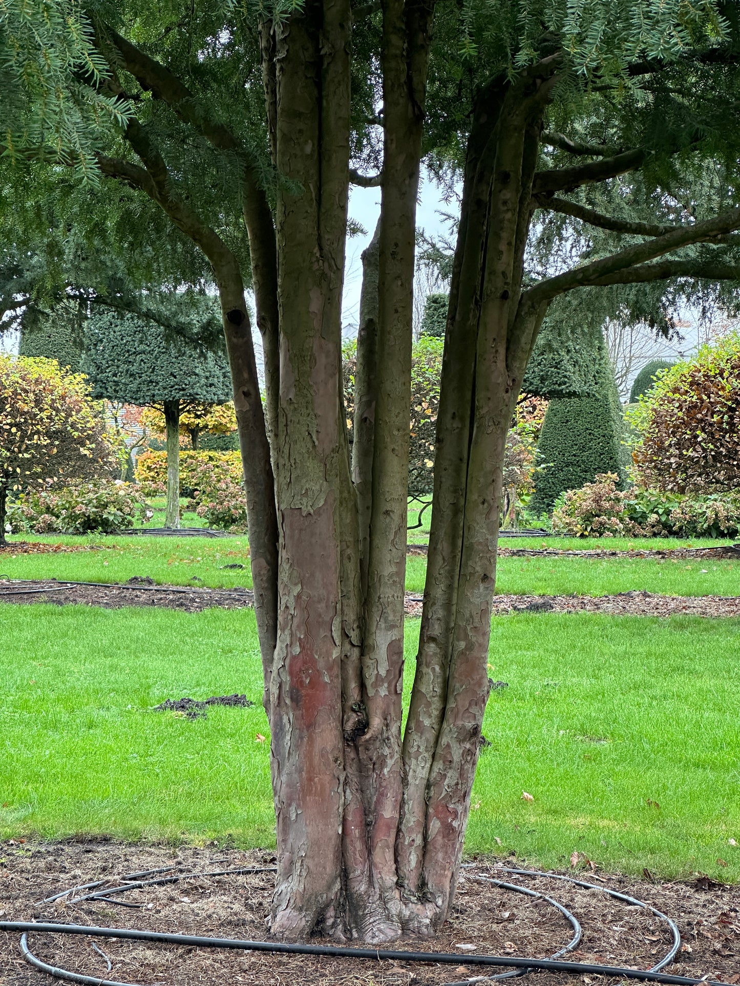 TB TREE #088