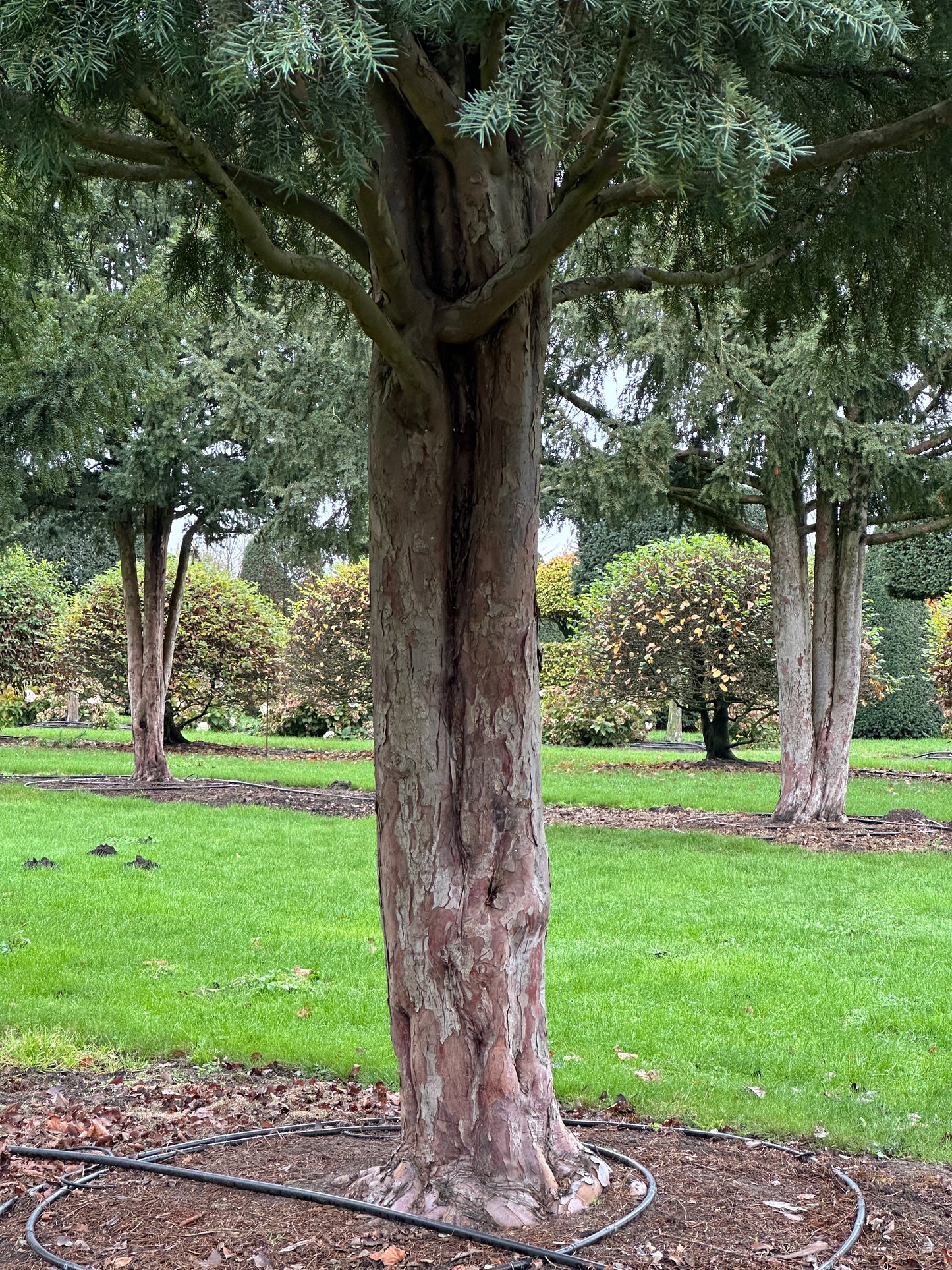 TB TREE #089