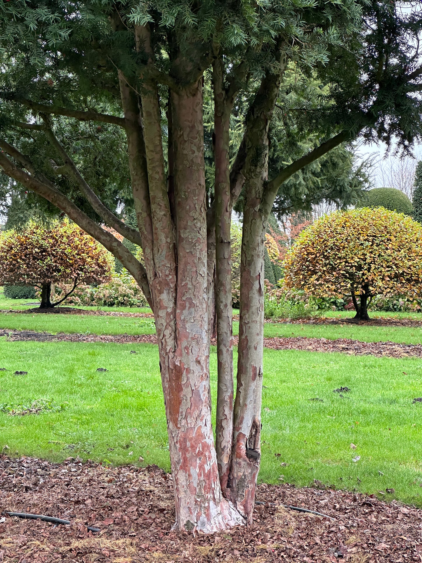 TB TREE #090