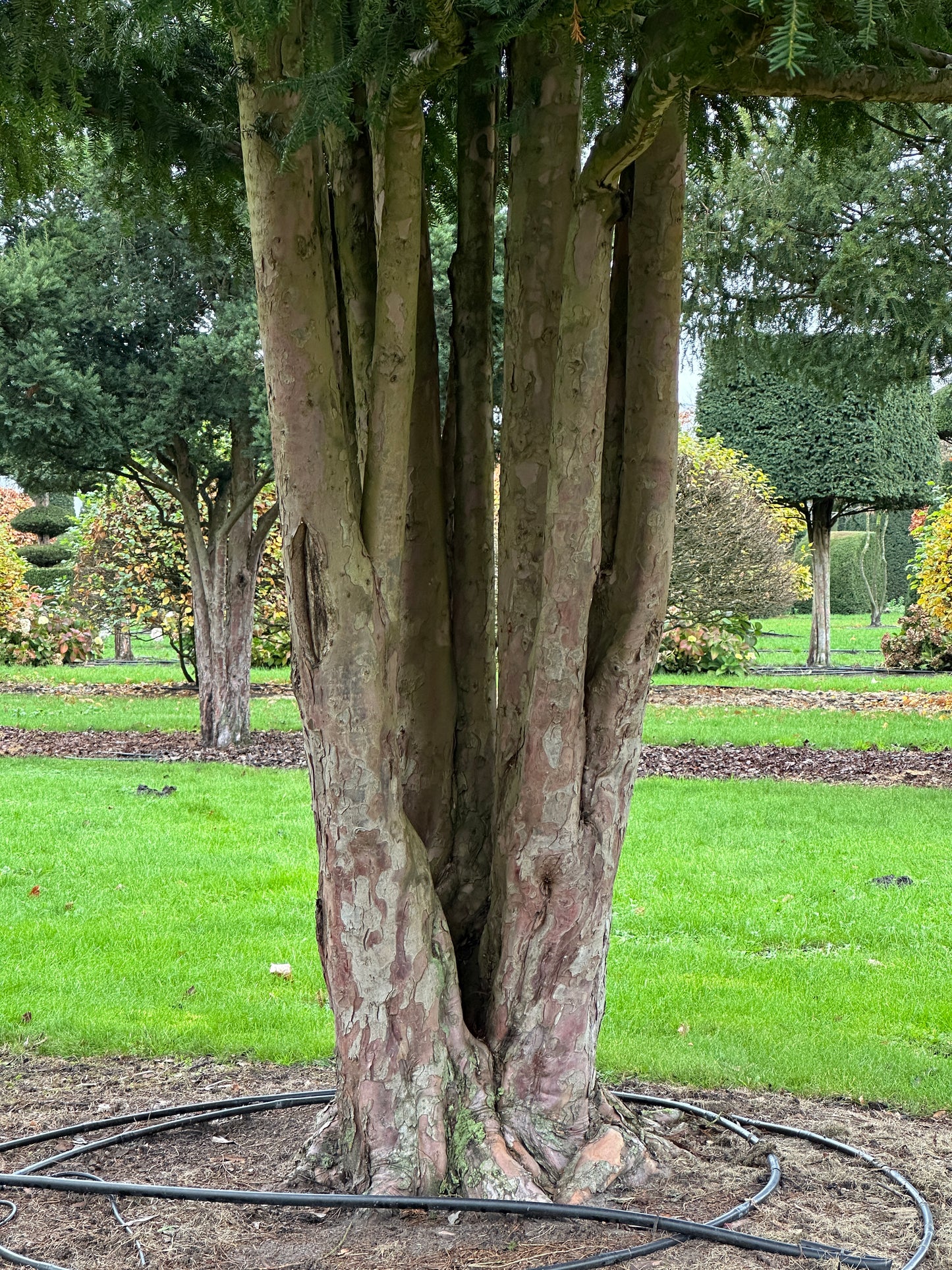 TB TREE #091